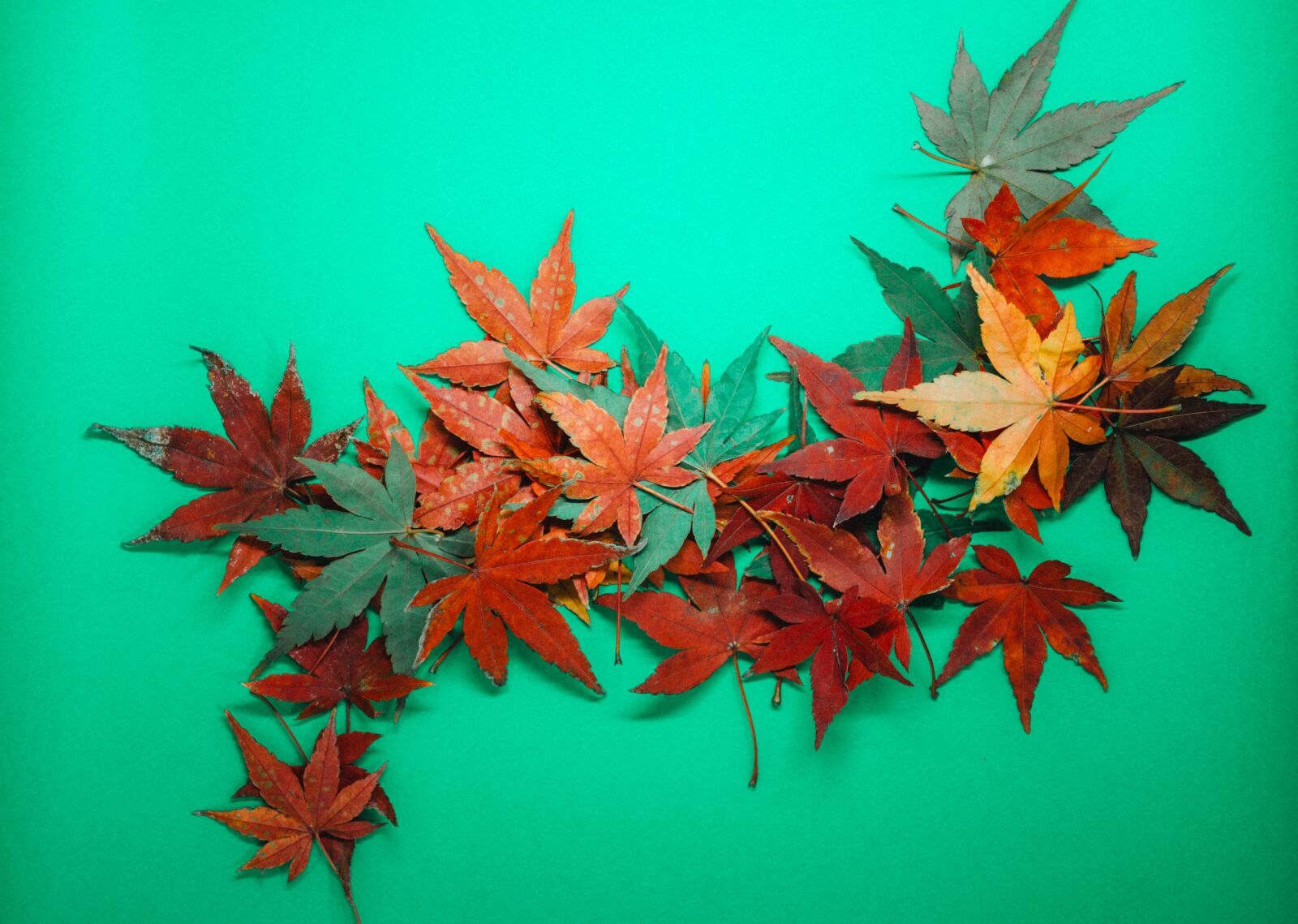 Nikon D7200 sample photo. Leaves, autumn, fall photography