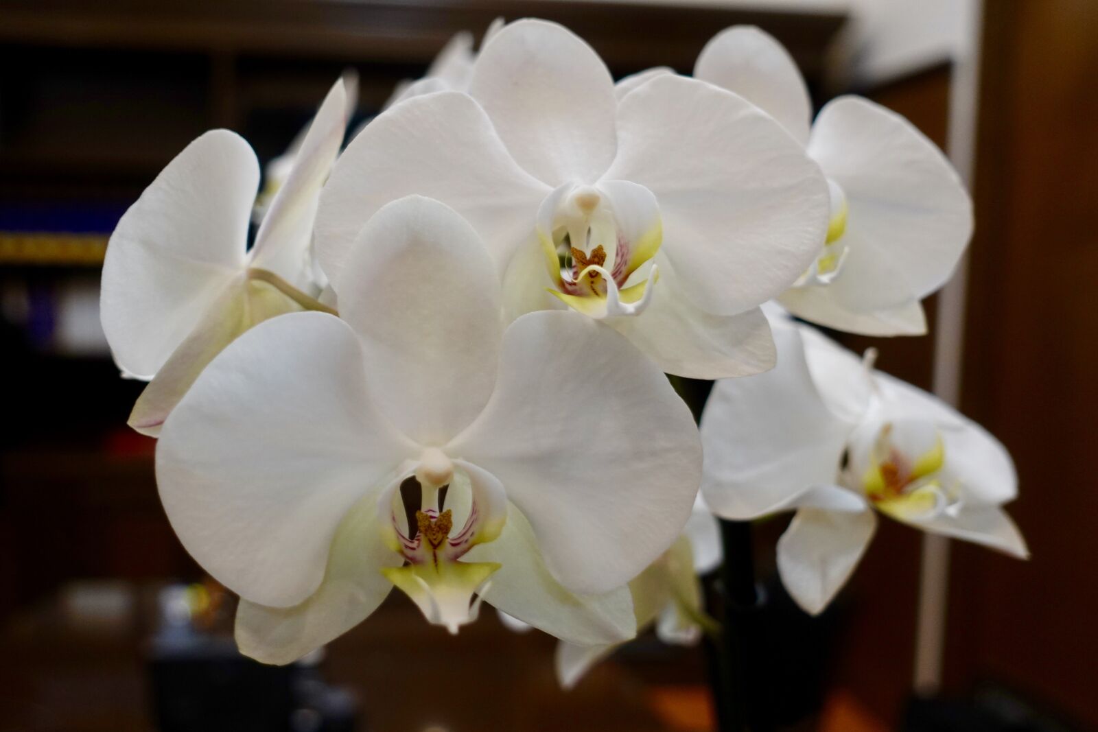 Sony DSC-RX100M5A sample photo. Flowers, orchids, nature photography