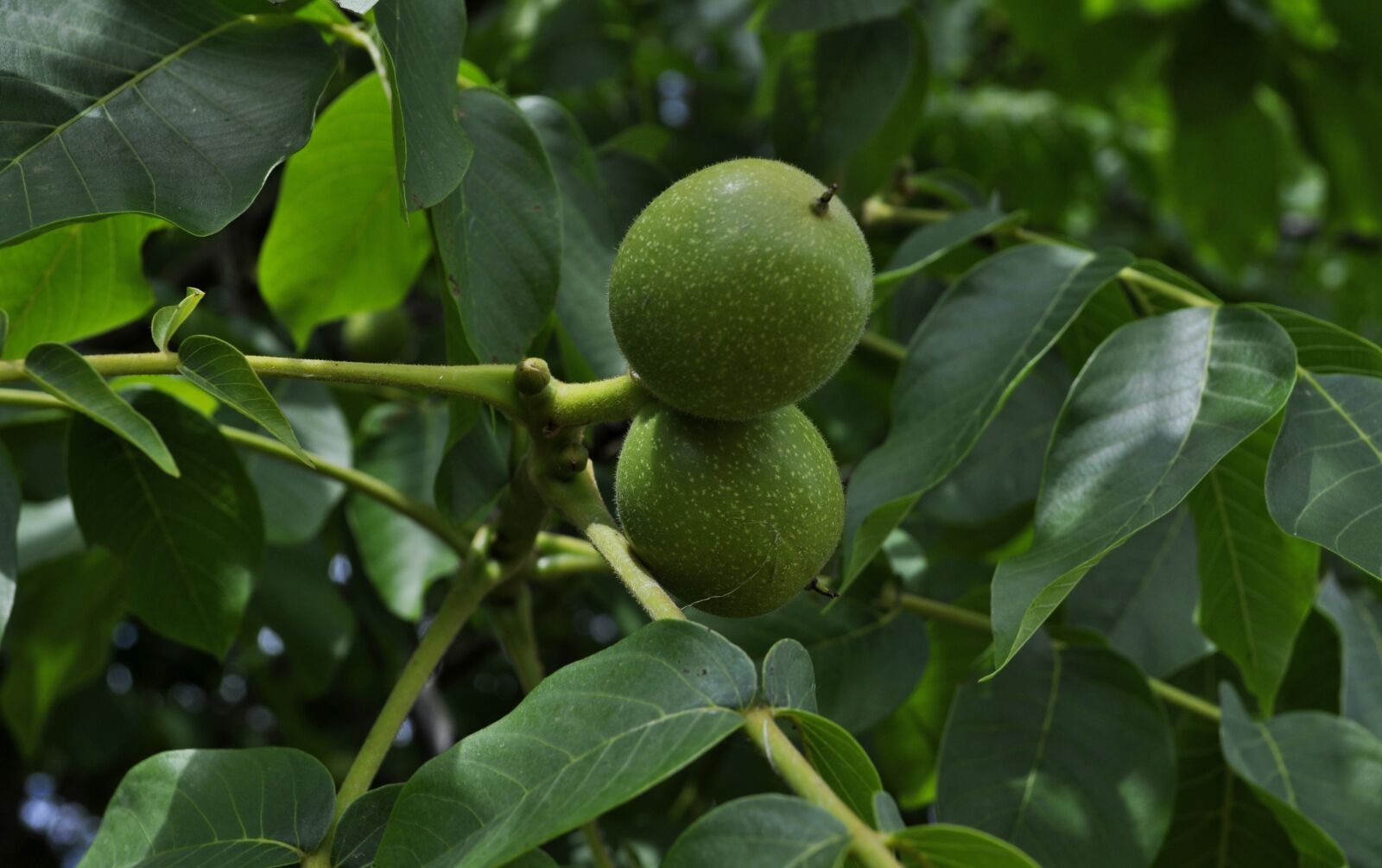 Nikon D5000 sample photo. Walnut, tree, foliage photography