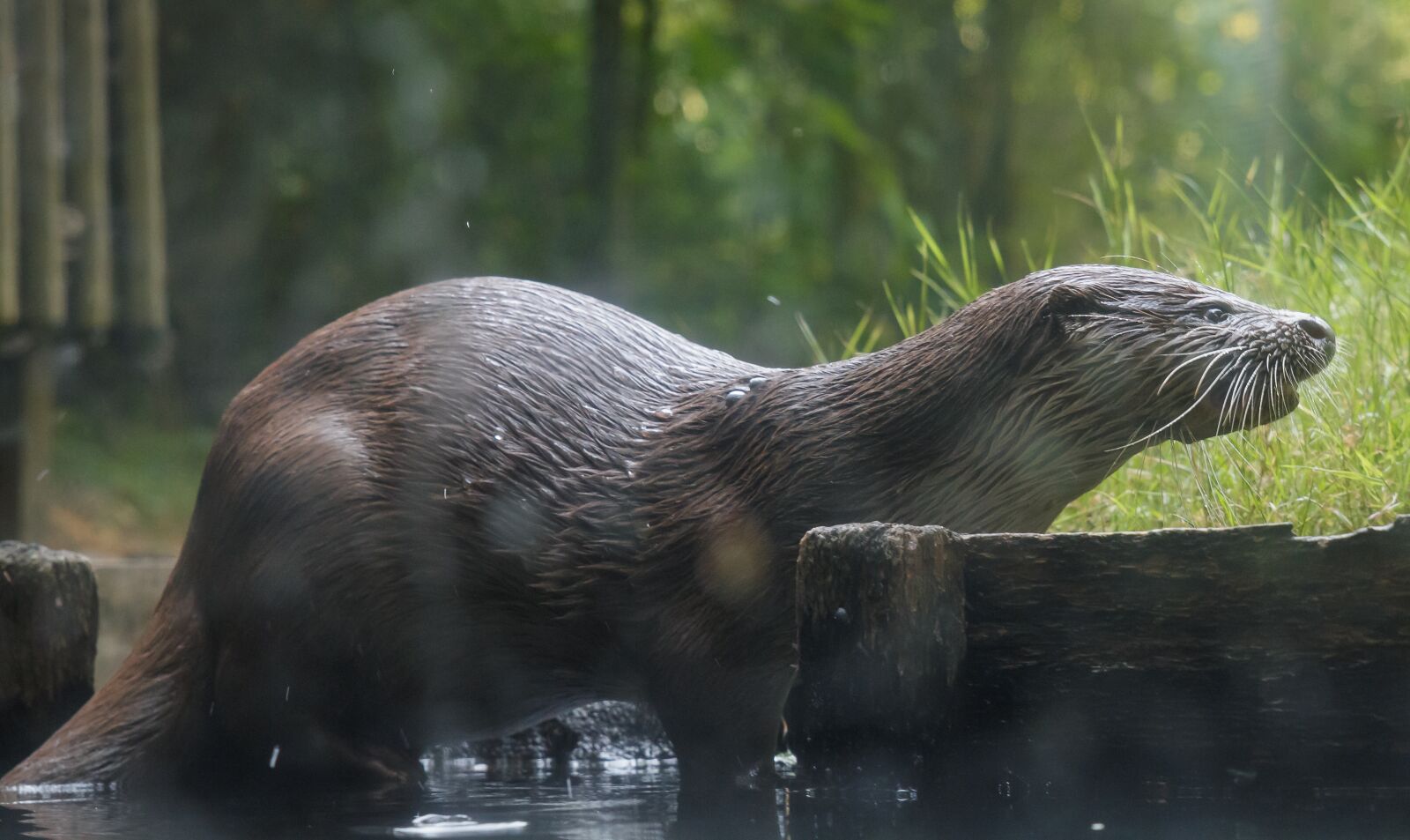Canon EOS 70D sample photo. Otter, animal, mammal photography