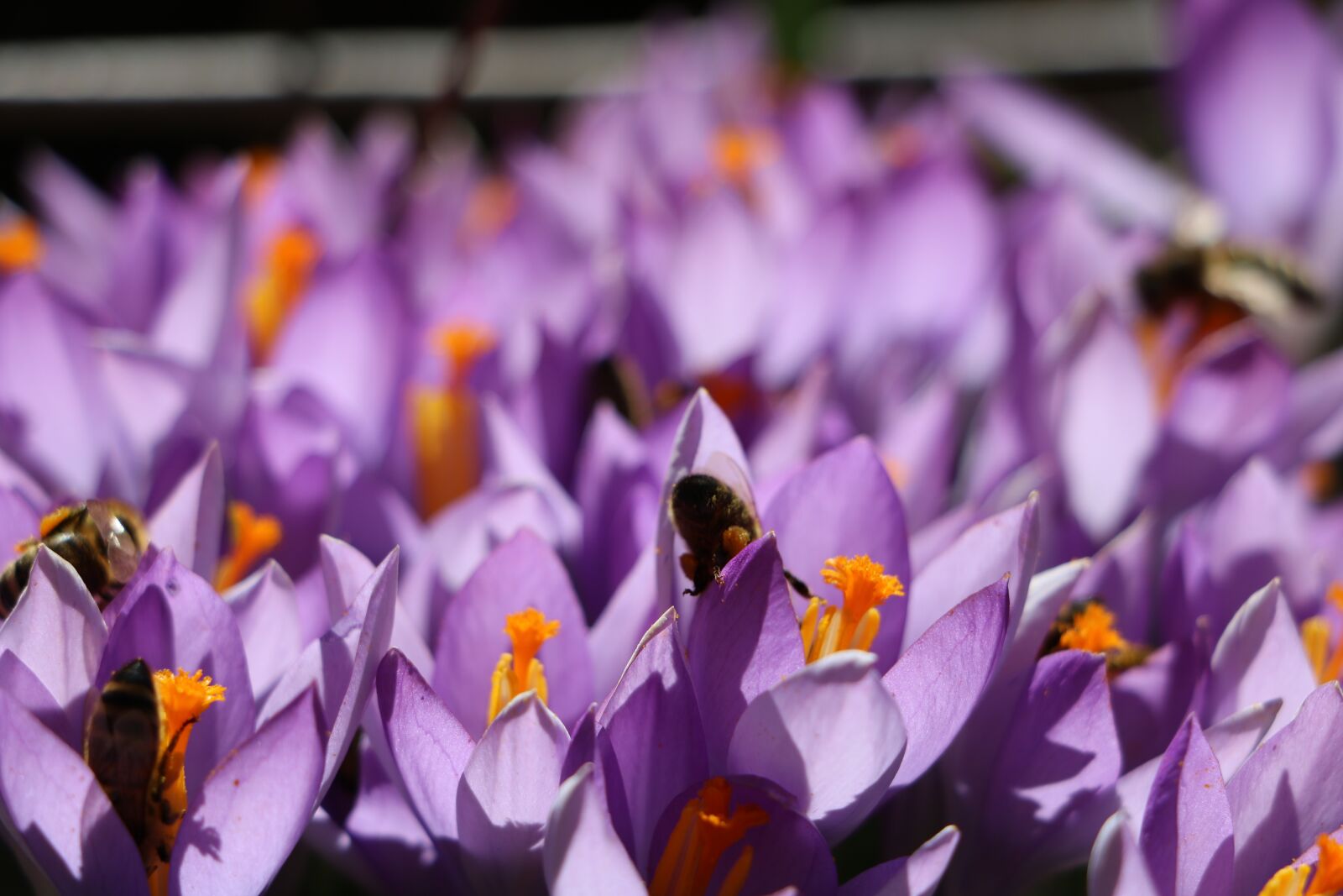 Canon EOS 750D (EOS Rebel T6i / EOS Kiss X8i) sample photo. Crocus, flower, garden photography