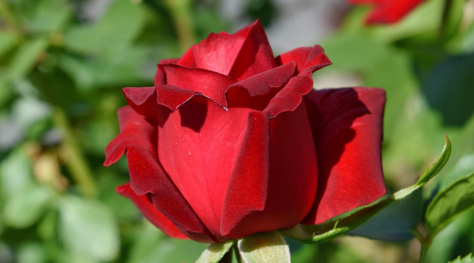 Nikon D5500 sample photo. Gardening, red, roses, rose photography