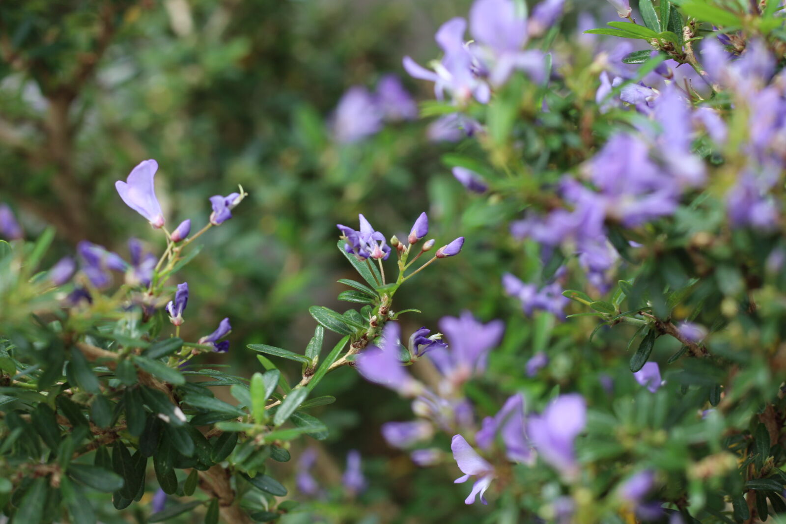 Canon EOS 700D (EOS Rebel T5i / EOS Kiss X7i) + Canon EF 50mm F1.8 STM sample photo. Beautiful, flowers, flower, plant photography