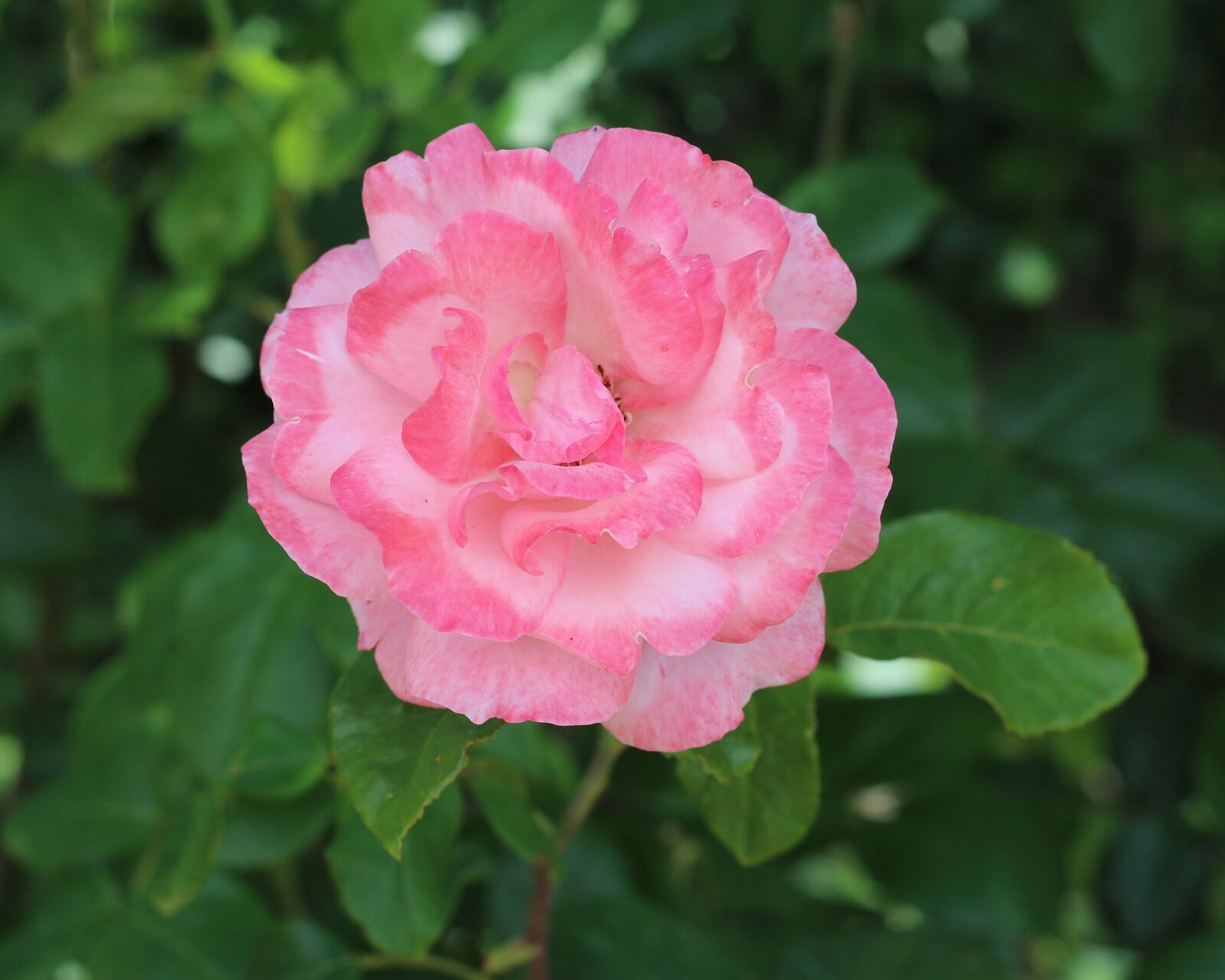 Canon EOS 700D (EOS Rebel T5i / EOS Kiss X7i) sample photo. Pale pink, pink rose photography