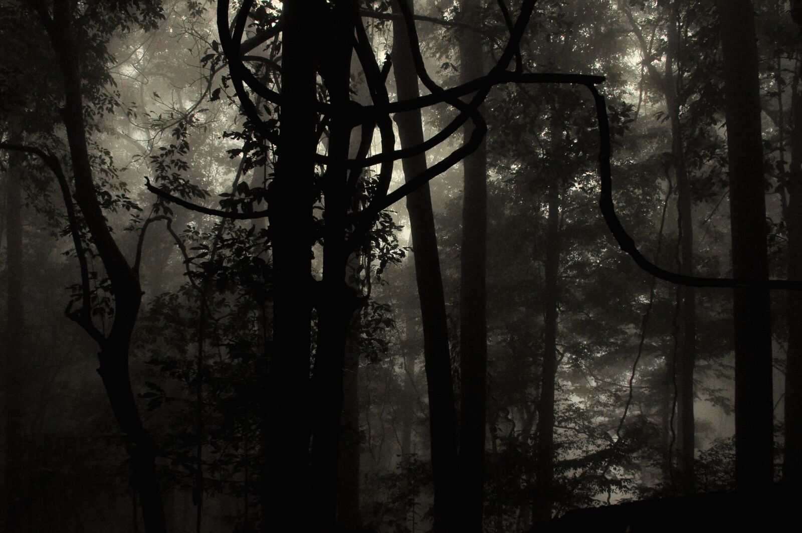 Nikon D90 sample photo. Nature, wayanad, kerala photography