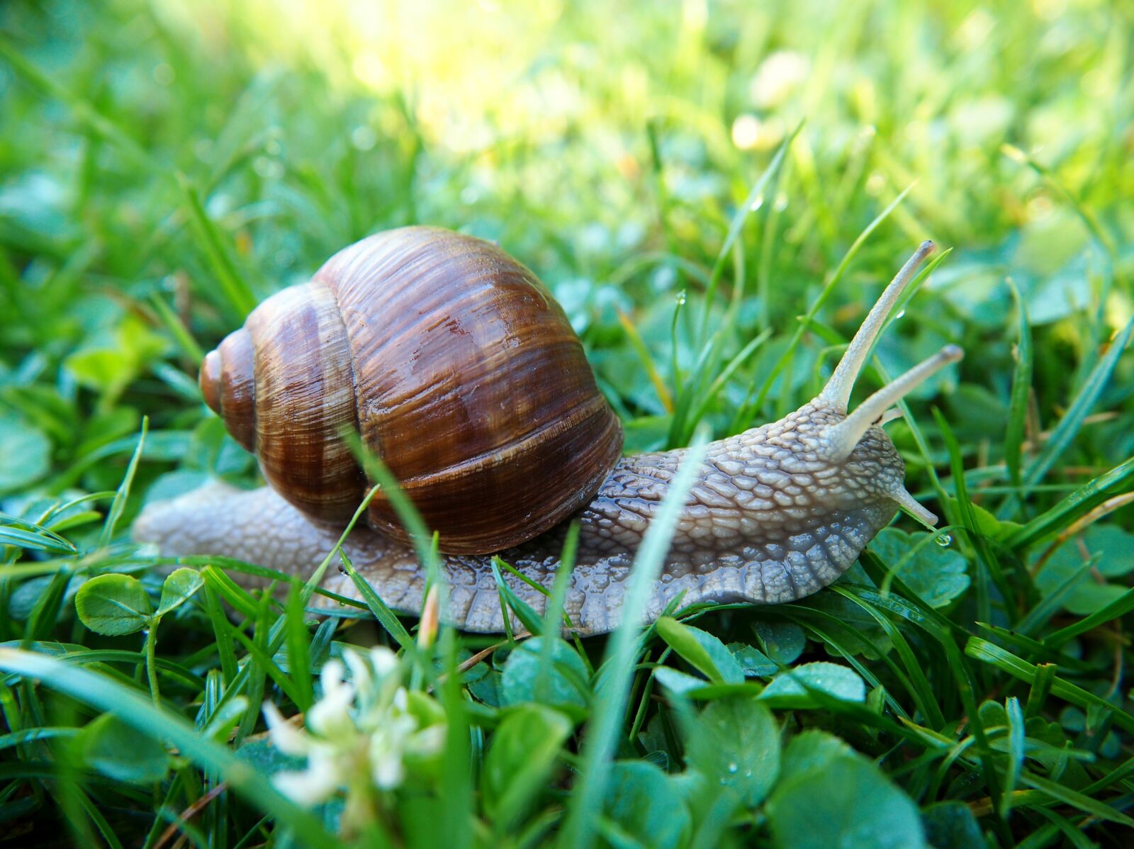 Olympus OM-D E-M10 sample photo. Snail, shell, snail shells photography