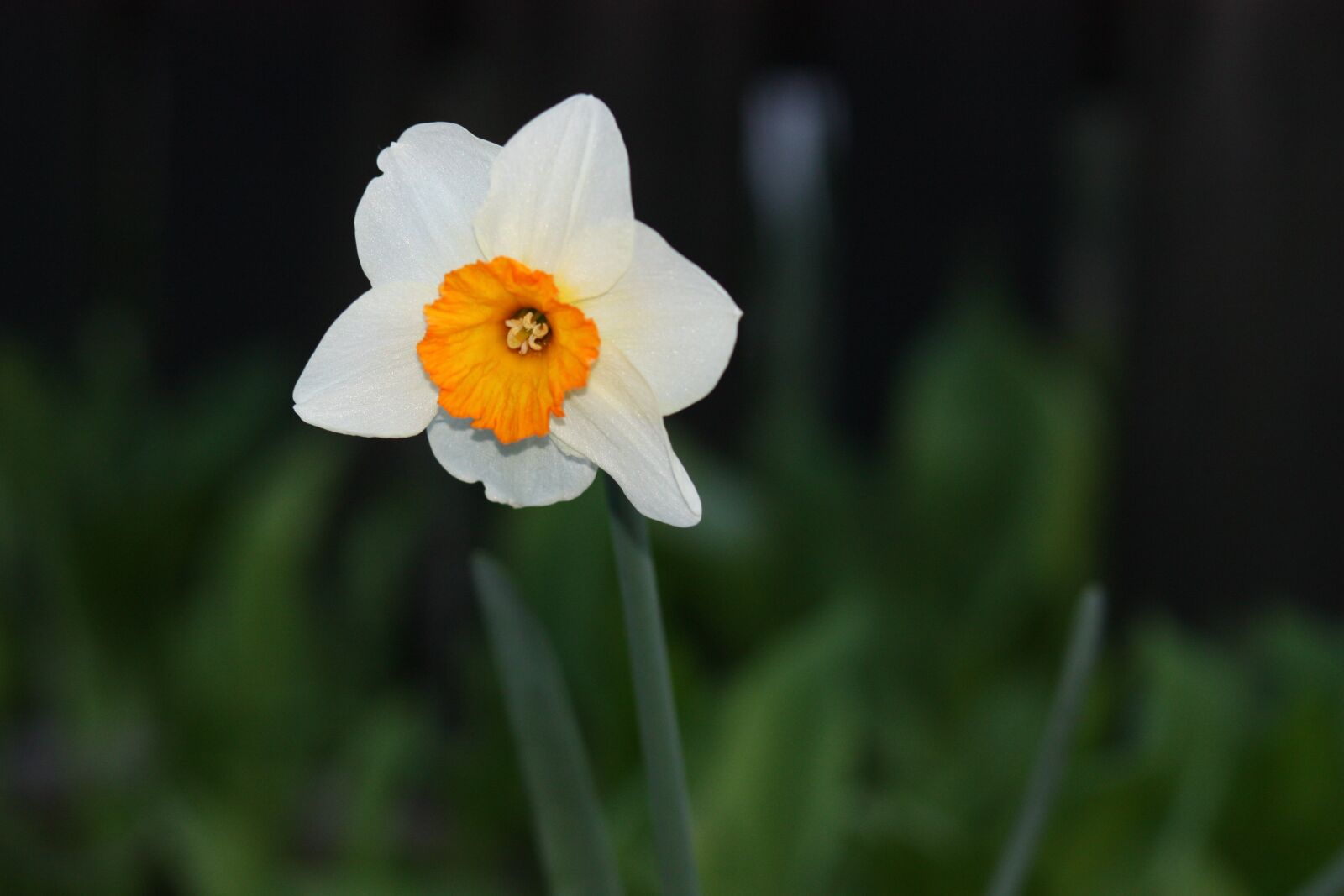 Canon EOS 450D (EOS Rebel XSi / EOS Kiss X2) sample photo. Daffodil, flower, yellow photography