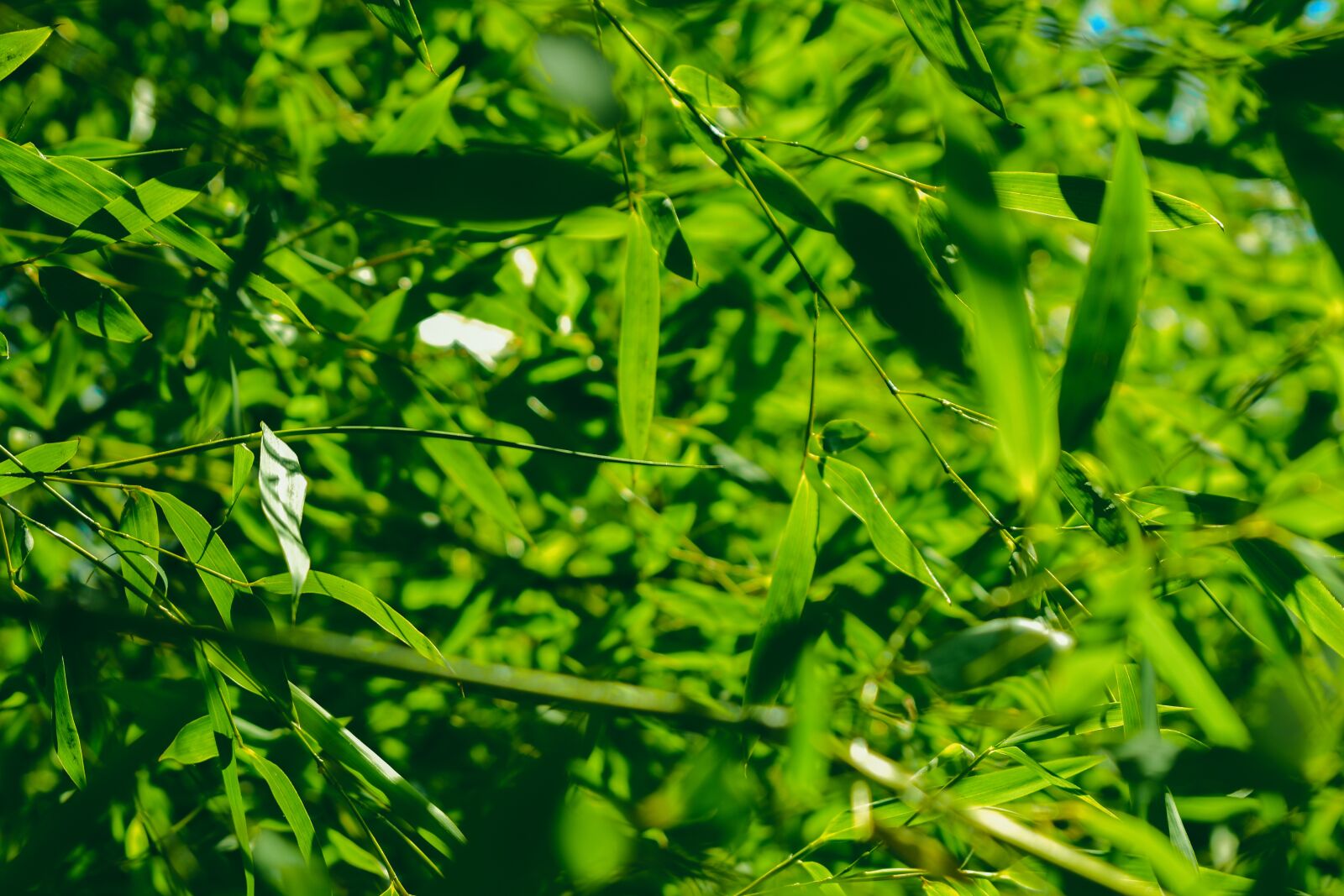 Nikon D5600 sample photo. Bamboo, branch, leaves photography