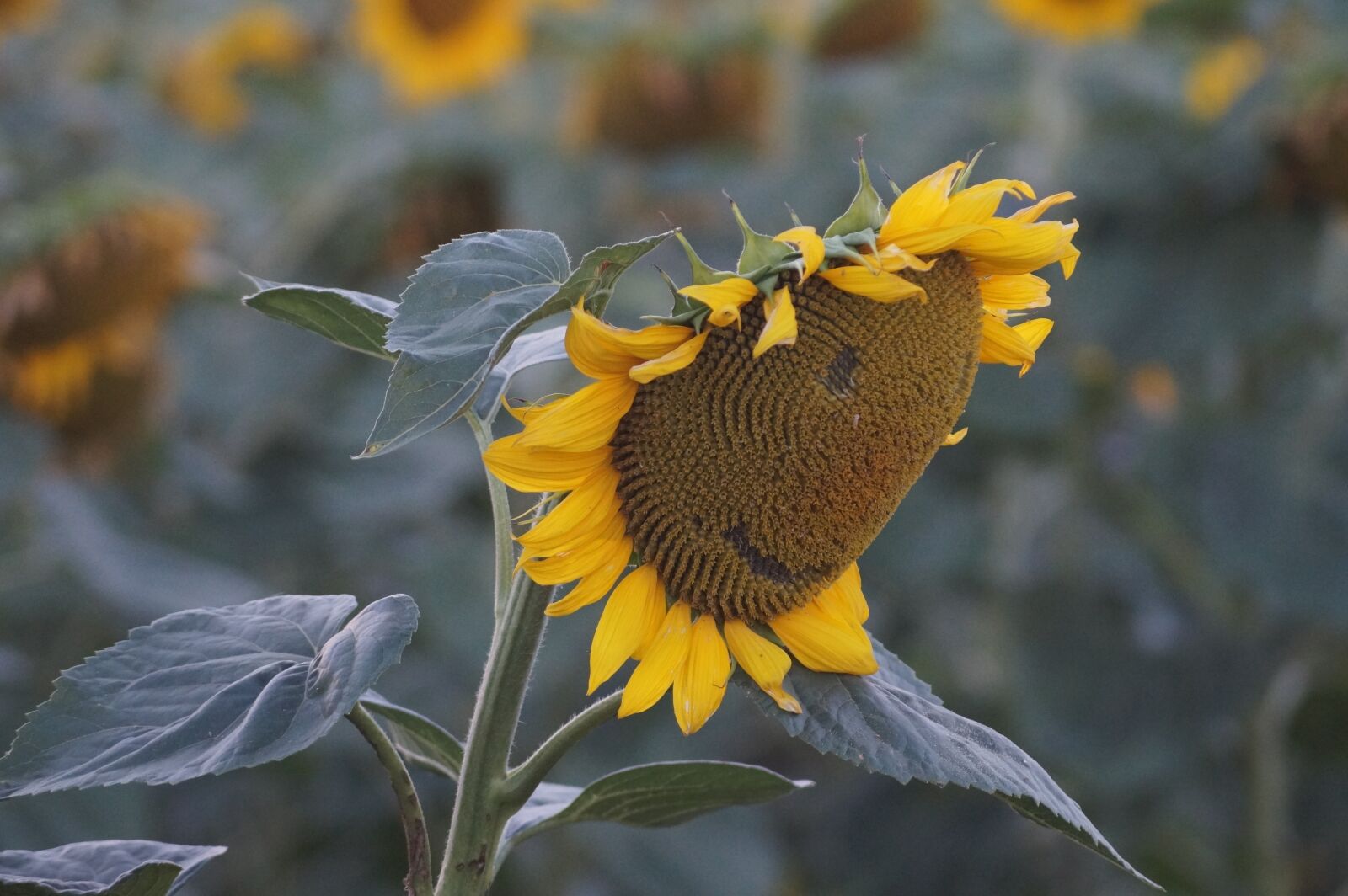Sony SLT-A58 + Sony DT 55-200mm F4-5.6 SAM sample photo. Sunflower, summer, yellow photography