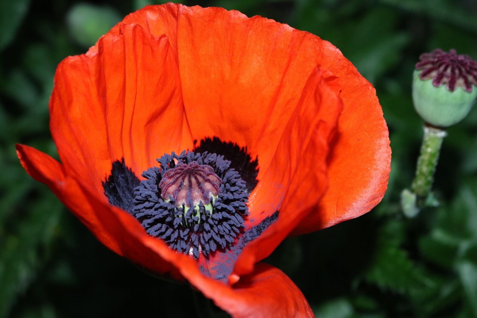 Canon EOS 750D (EOS Rebel T6i / EOS Kiss X8i) sample photo. Flower, poppy, nature photography