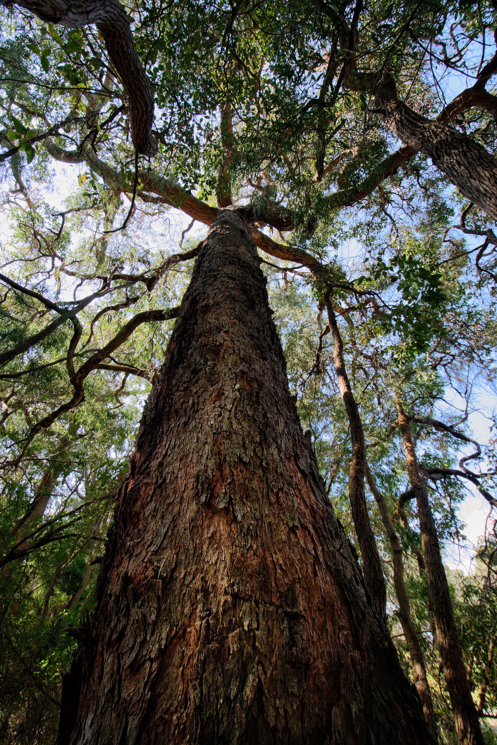 Nikon D3300 sample photo. Tree, branches, bark photography