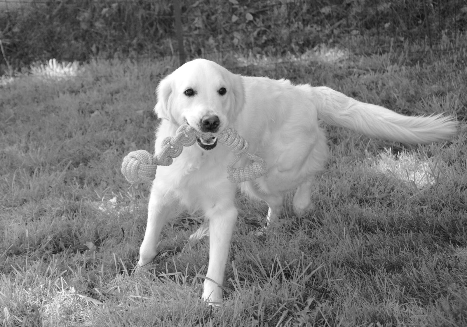 Nikon D5200 sample photo. Dog bitch, dog golden photography