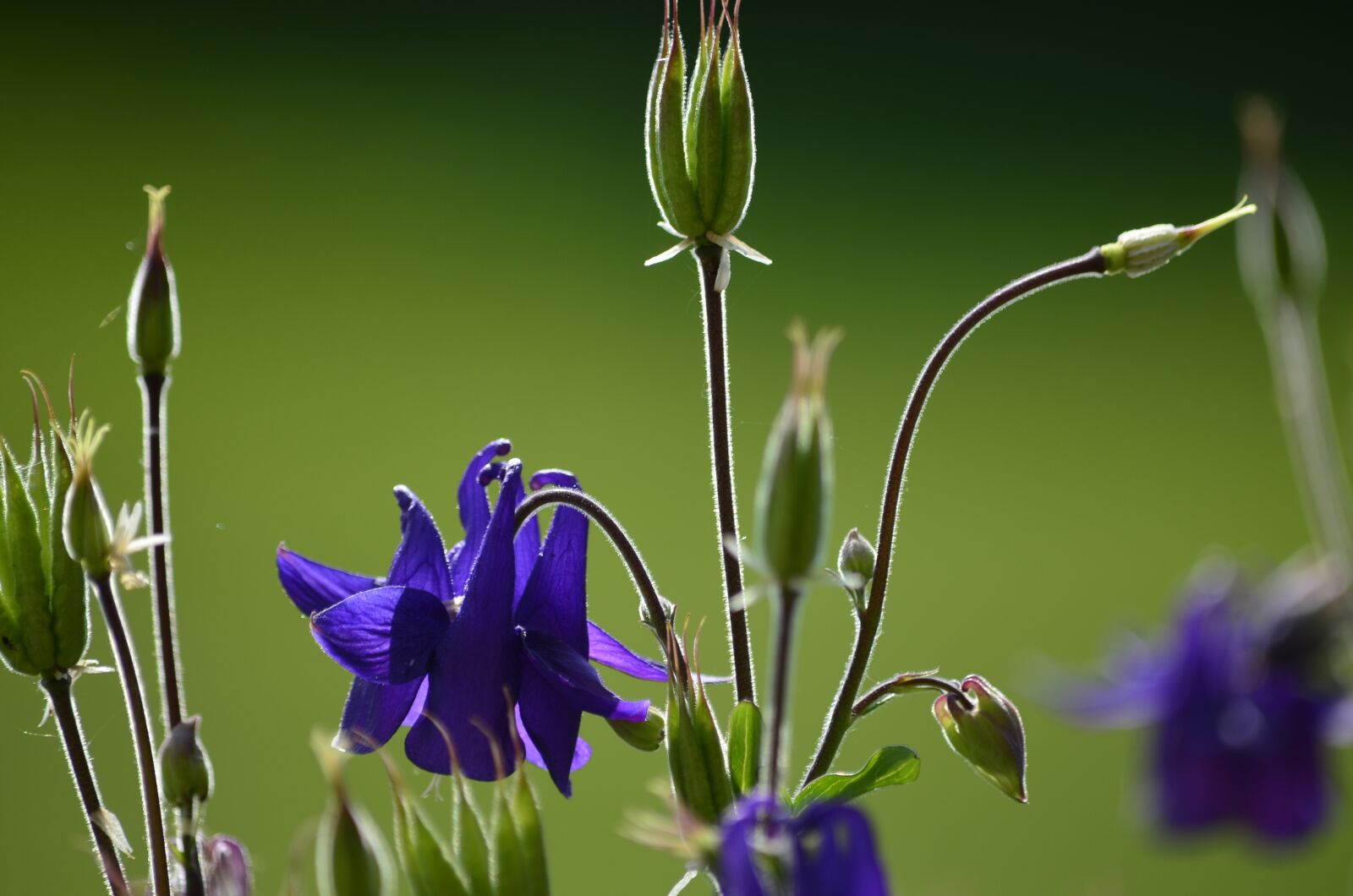 Nikon D5100 sample photo. Garden, flowers photography