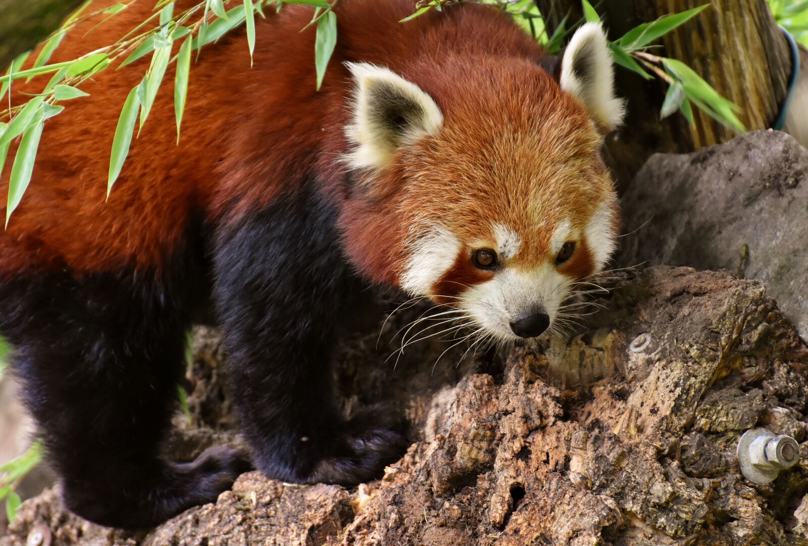 Nikon D7200 sample photo. Panda, red panda, bear photography
