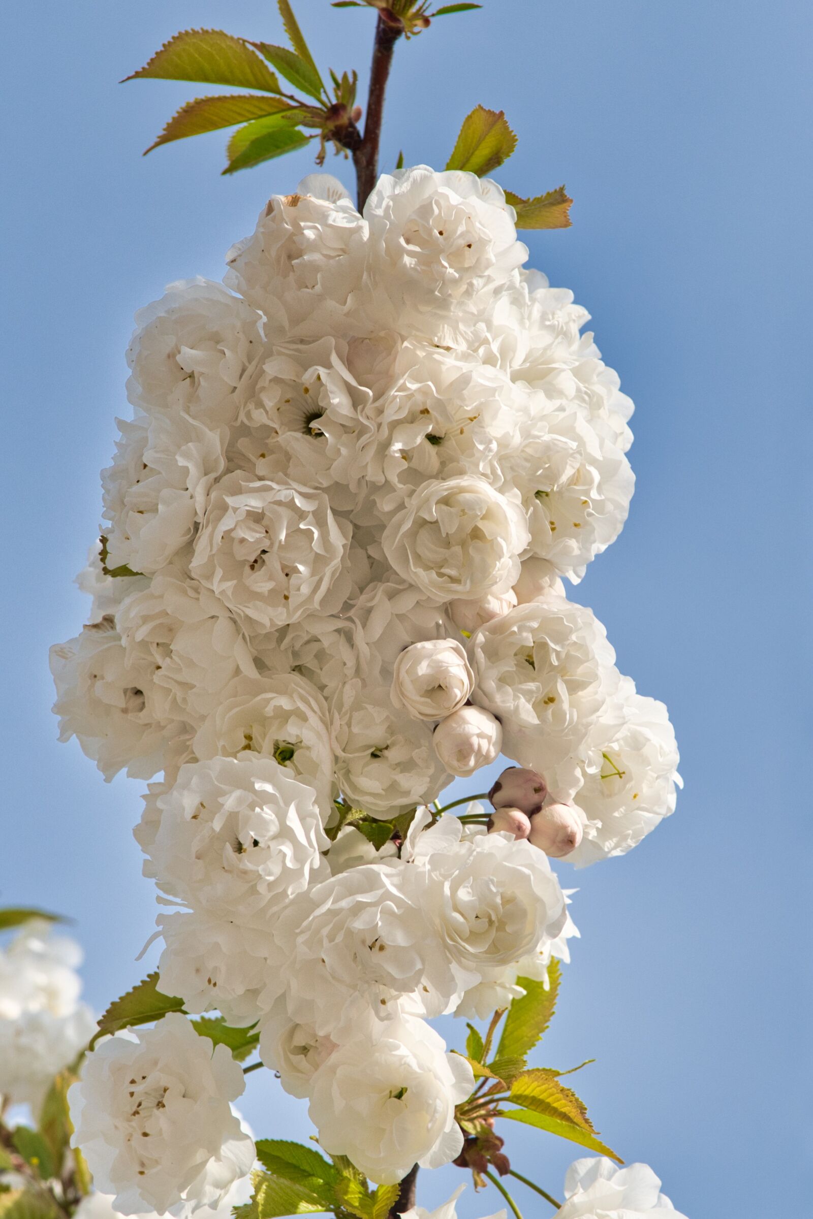 Nikon D7500 sample photo. Cherry blossom, blossom, bloom photography