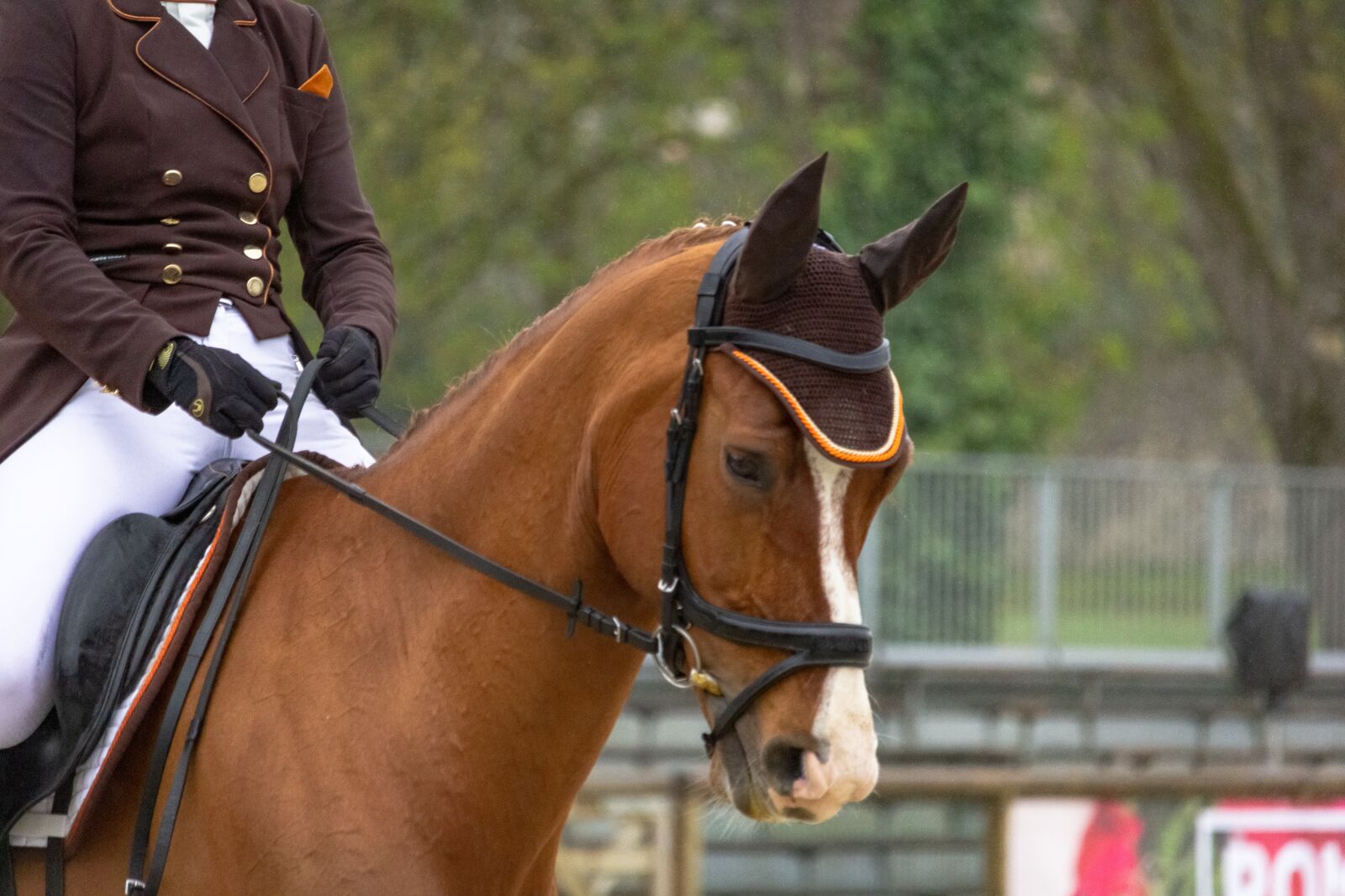 Canon EF-S 55-250mm F4-5.6 IS STM sample photo. Horses, horse, nature photography