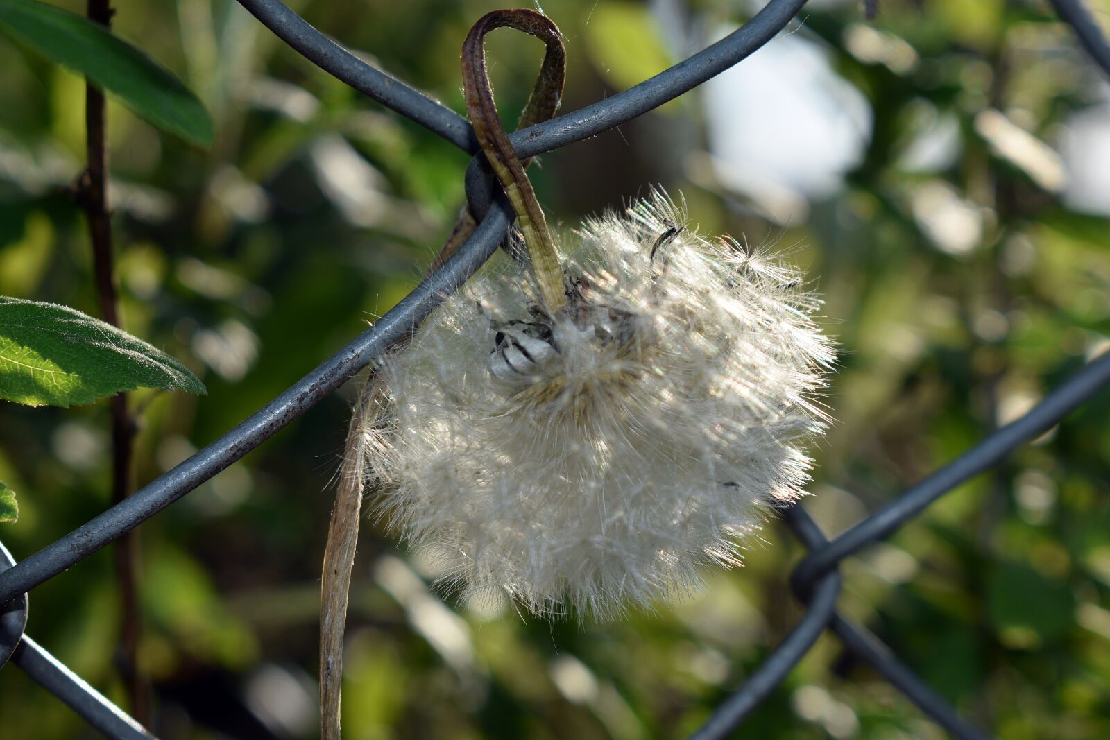 Nikon D3400 sample photo. Spring, the grid, fencing photography