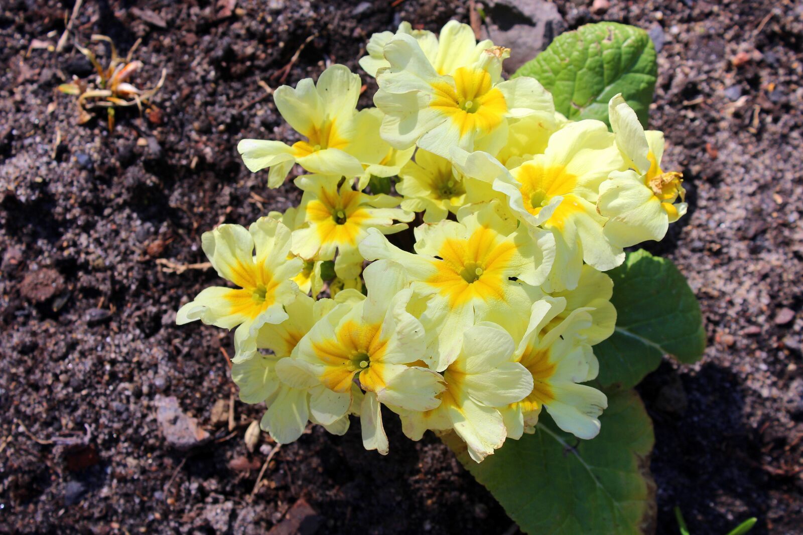 Canon EOS 1200D (EOS Rebel T5 / EOS Kiss X70 / EOS Hi) sample photo. Prymulka, primula, spring flowers photography