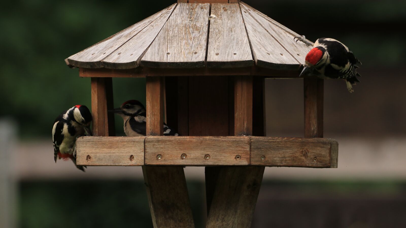 150-600mm F5-6.3 DG OS HSM | Contemporary 015 sample photo. Woodpeckers, bird, nature photography