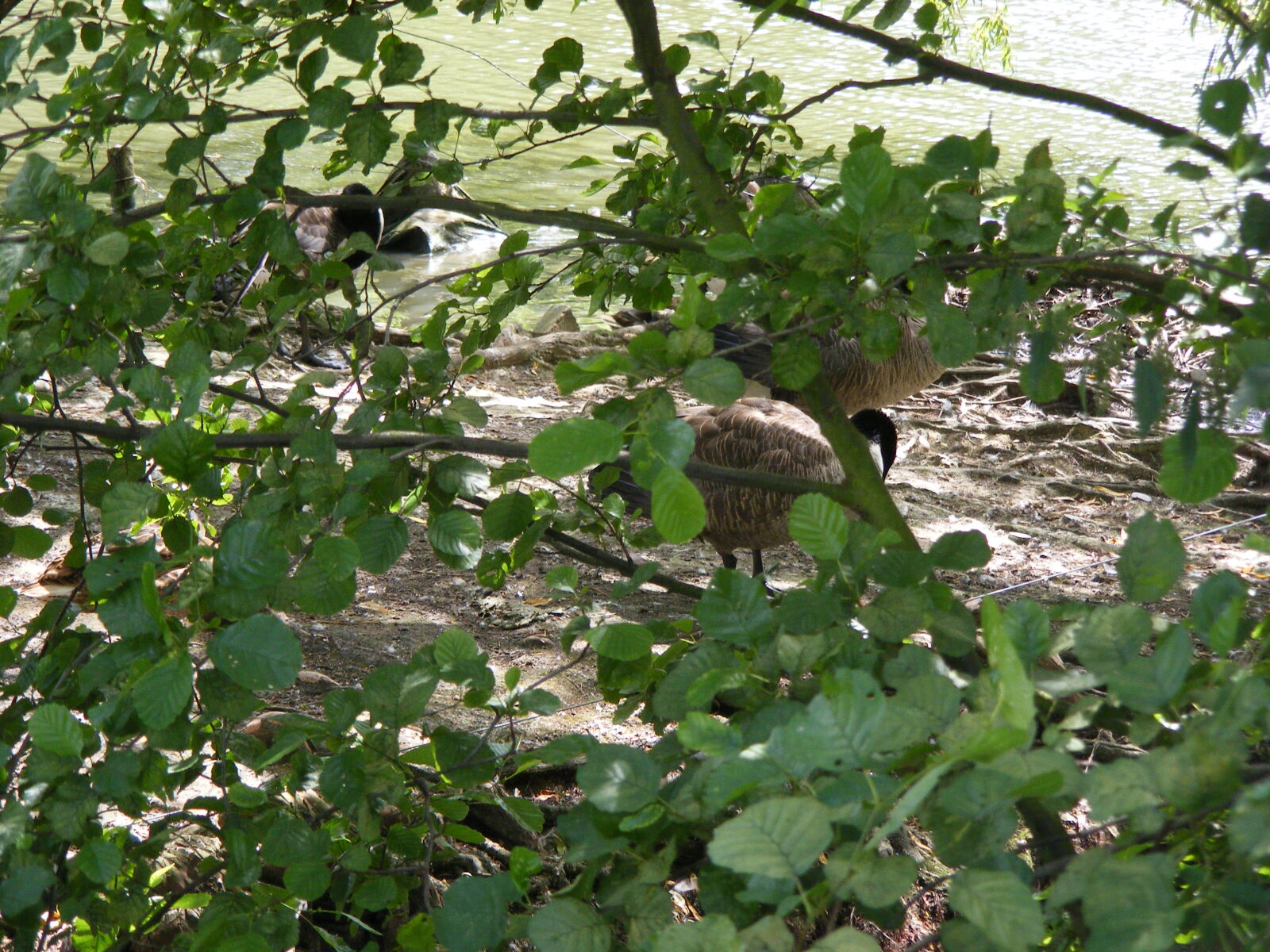 Fujifilm FinePix S5800 S800 sample photo. Duck, nature photography