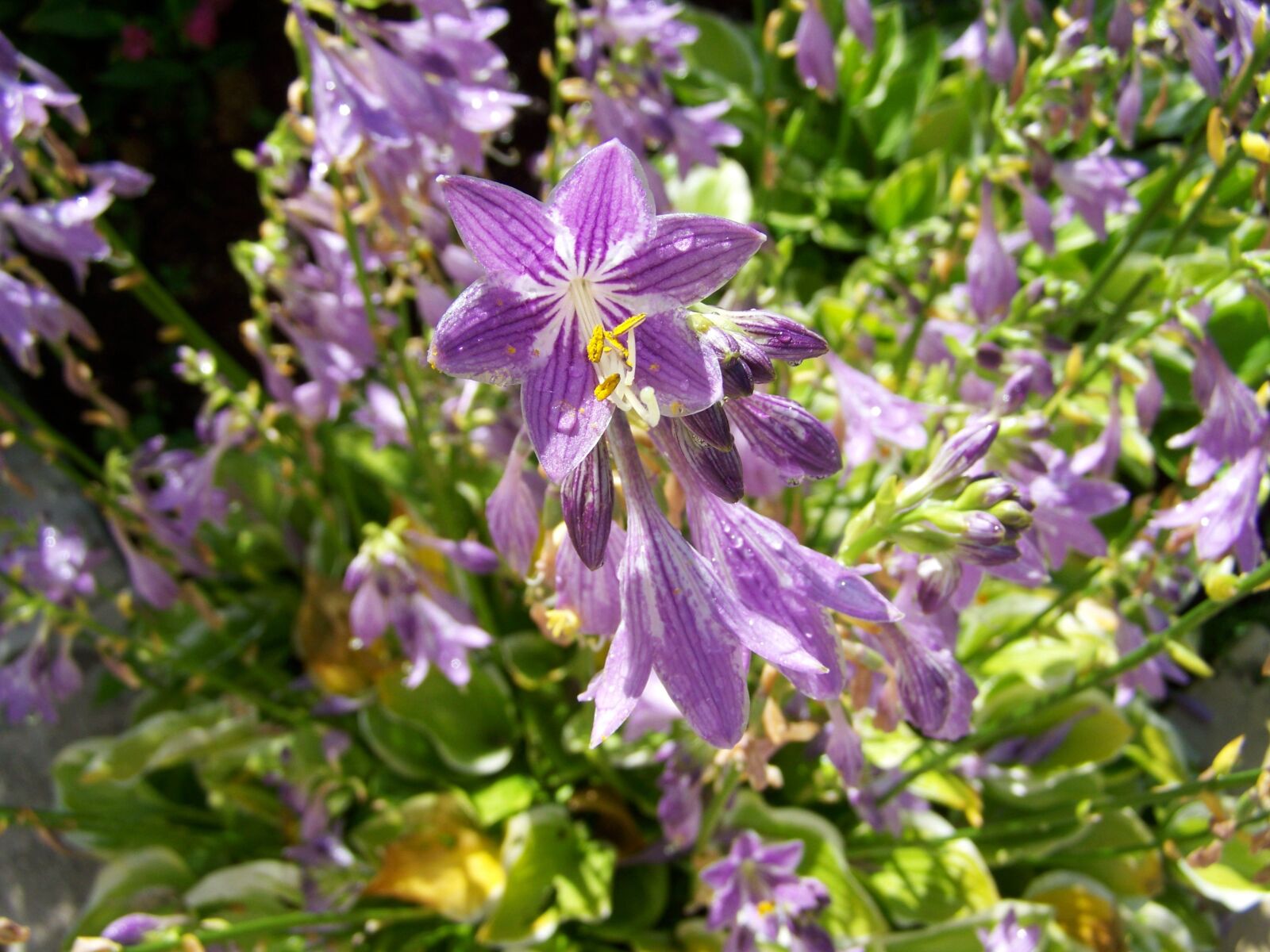Kodak EASYSHARE ZD710 ZOOM DIGITAL CAMERA sample photo. Shadow lily, purple flower photography
