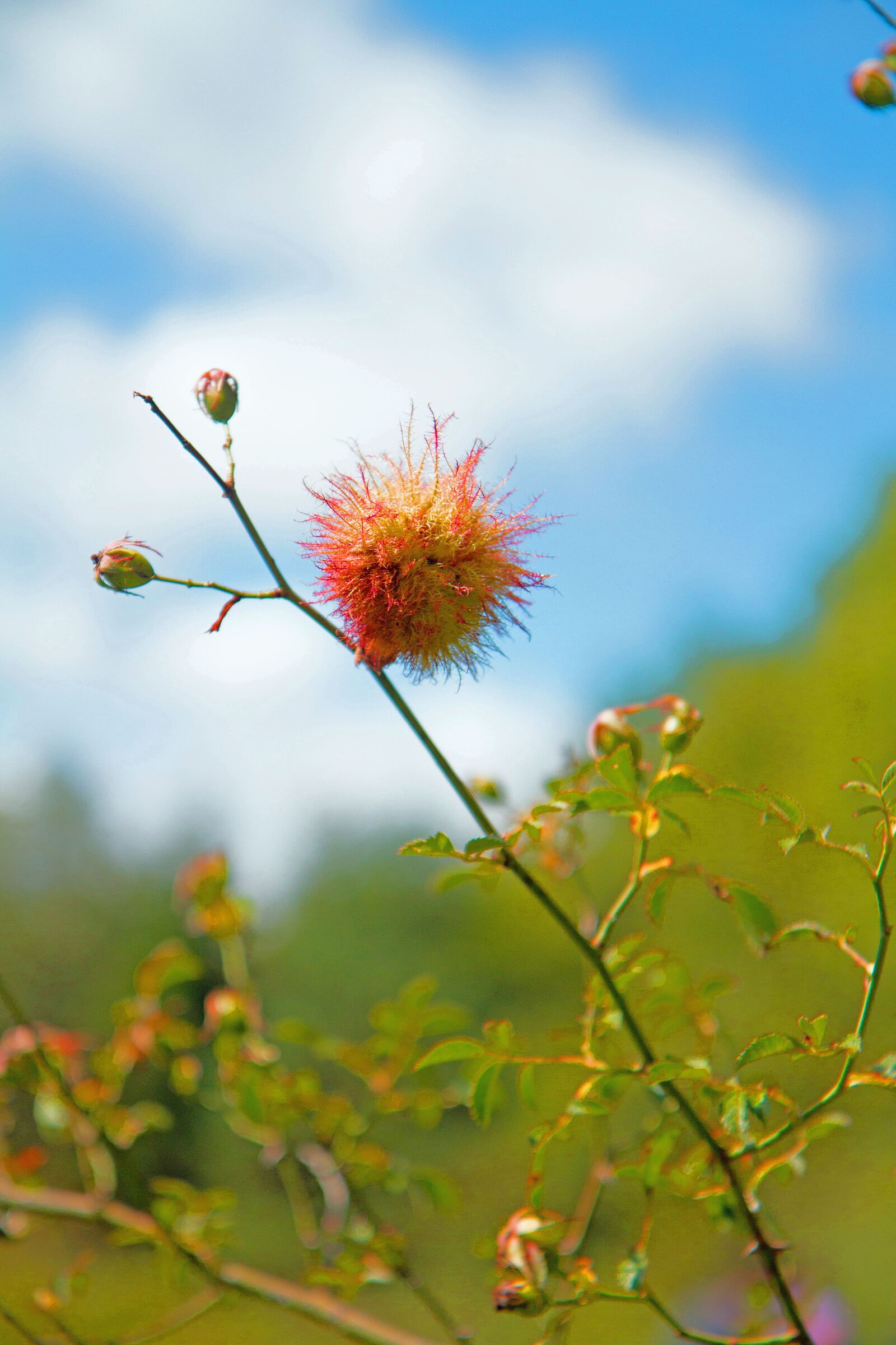 Canon EOS 7D sample photo. Flowers, mealybug wild rose photography