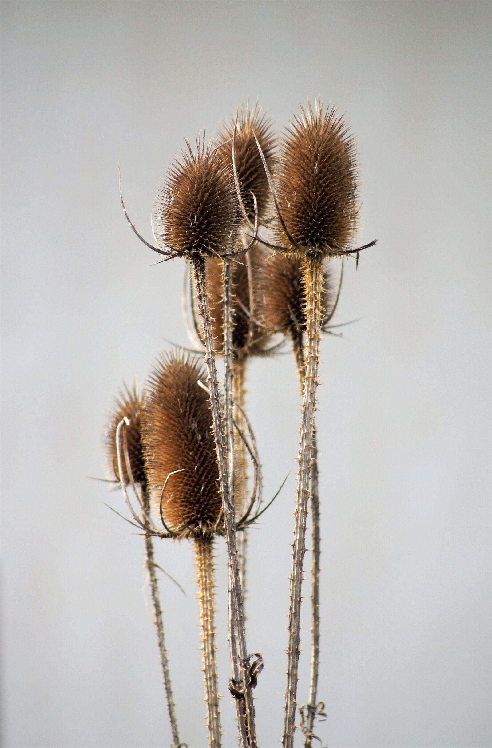 Sony SLT-A58 sample photo. Wild teasel, prickly, fruits photography
