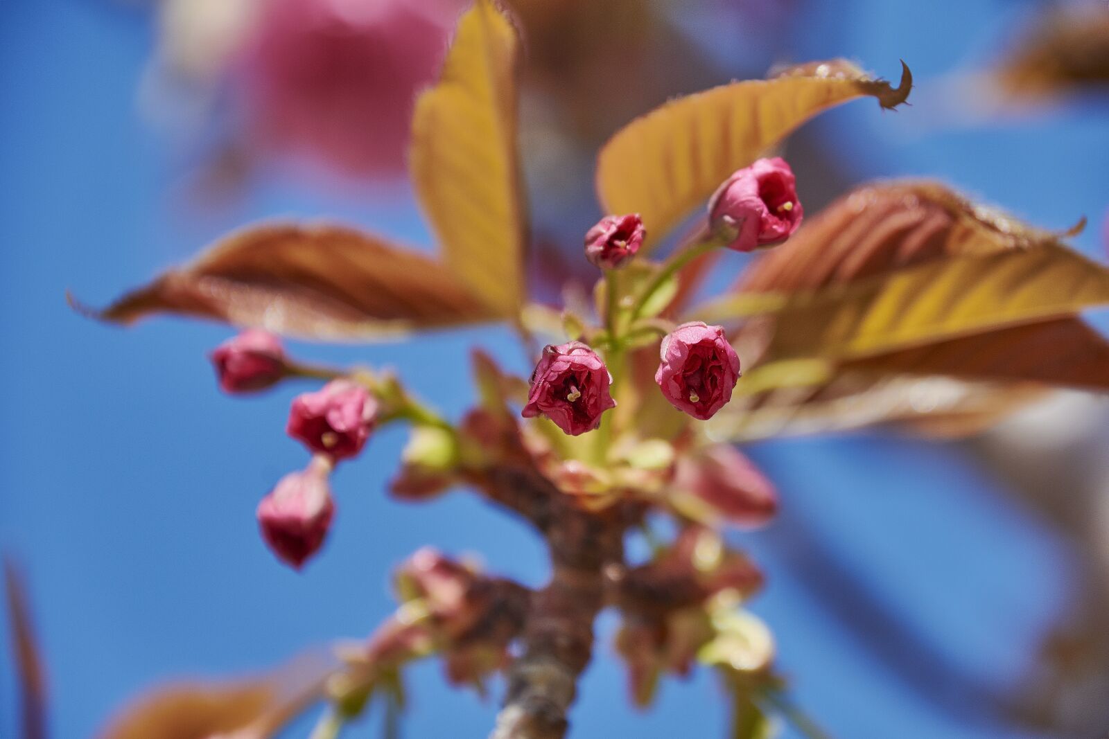 Nikon D7200 sample photo. Flower, cherry, branch photography