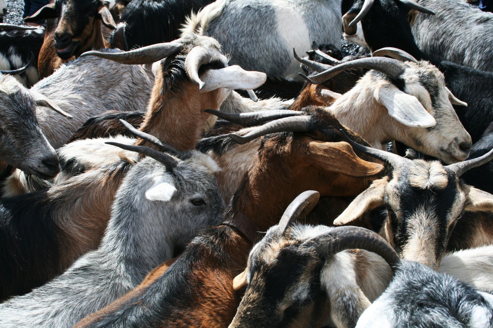 Canon EOS 400D (EOS Digital Rebel XTi / EOS Kiss Digital X) sample photo. Goats, horns, goat's head photography