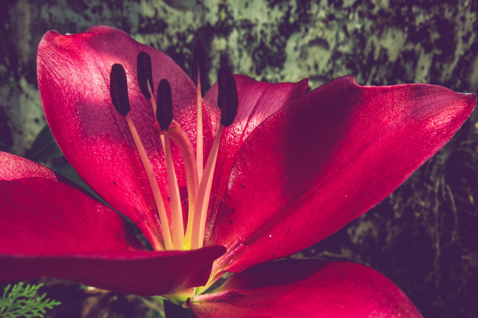 Canon PowerShot SX540 HS sample photo. Lily, magenta, flower photography