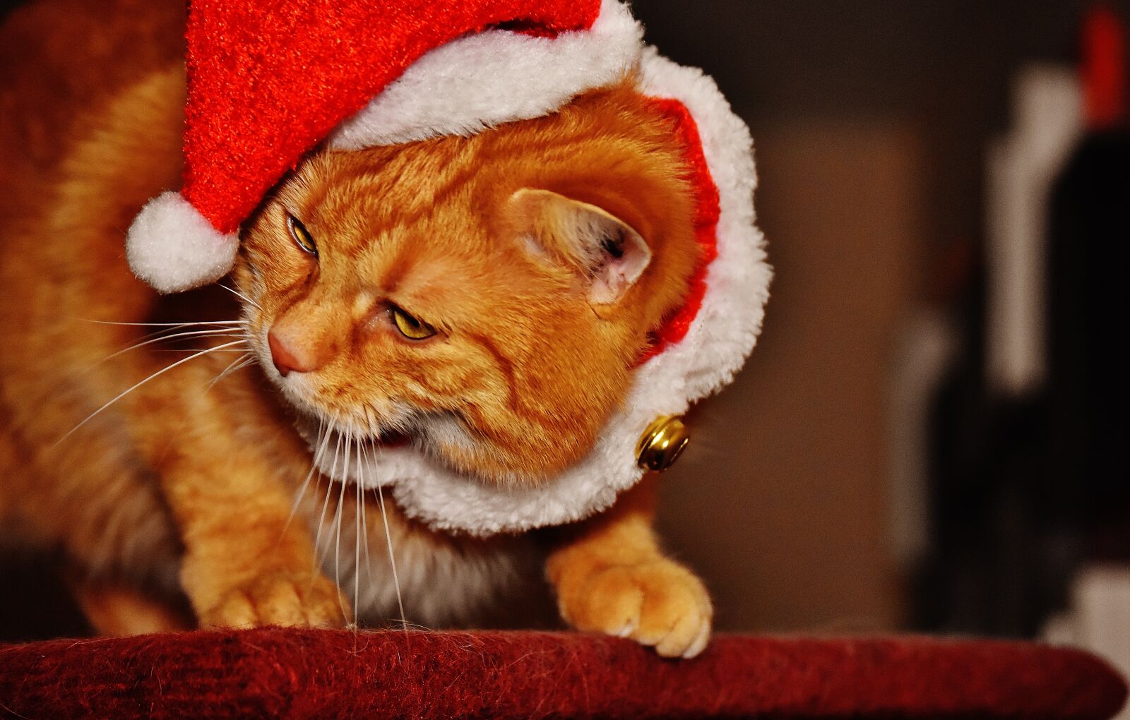 Nikon D7200 sample photo. Cat, red, christmas photography