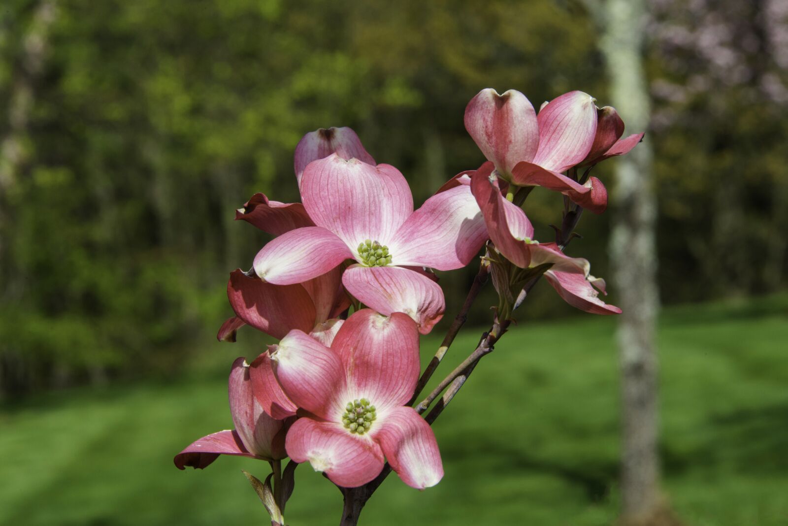 Nikon D800 sample photo. Dogwood, flowers, spring photography