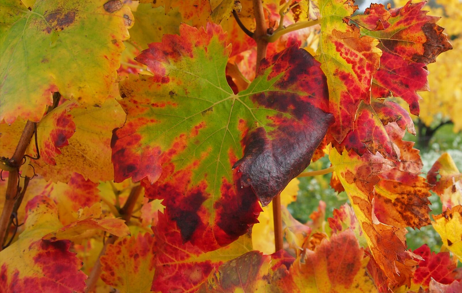 Olympus PEN E-PL6 sample photo. Vine, leaf, color photography
