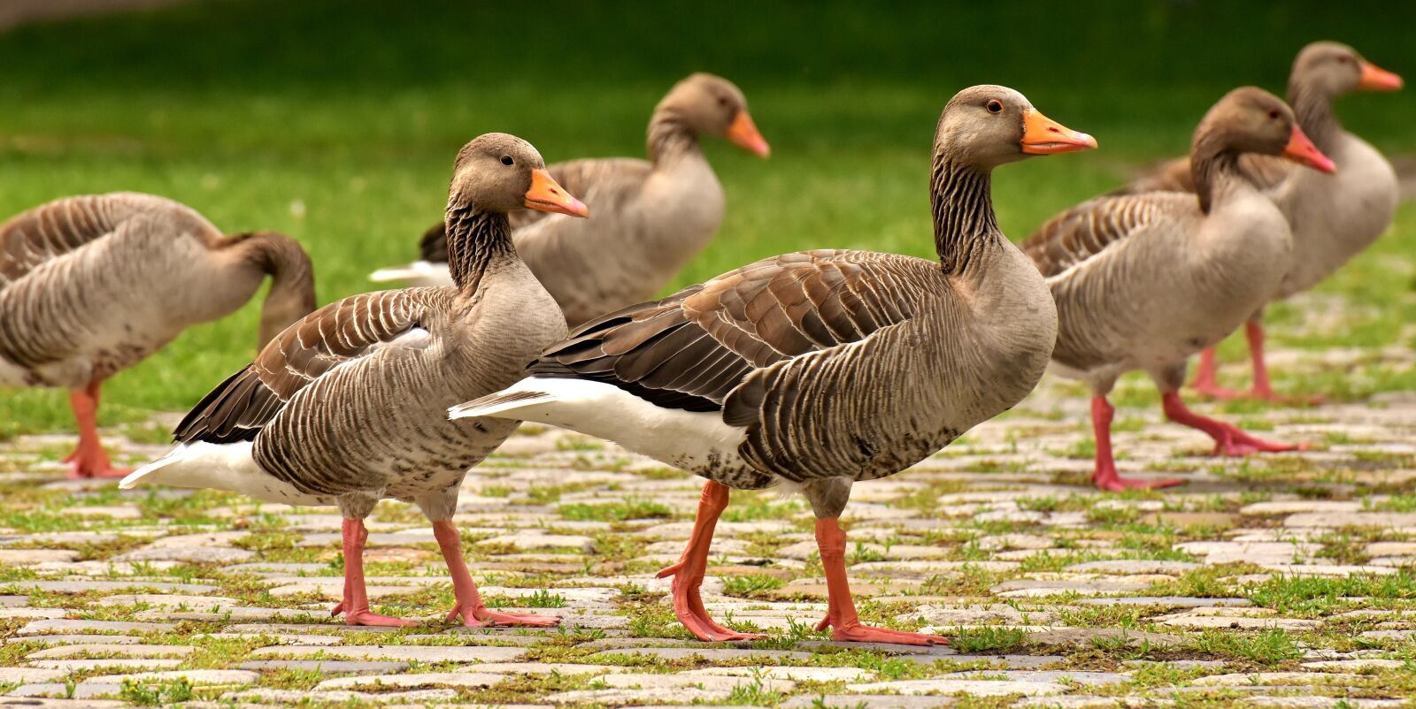 Nikon D7200 sample photo. Geese, wild geese, waterfowl photography