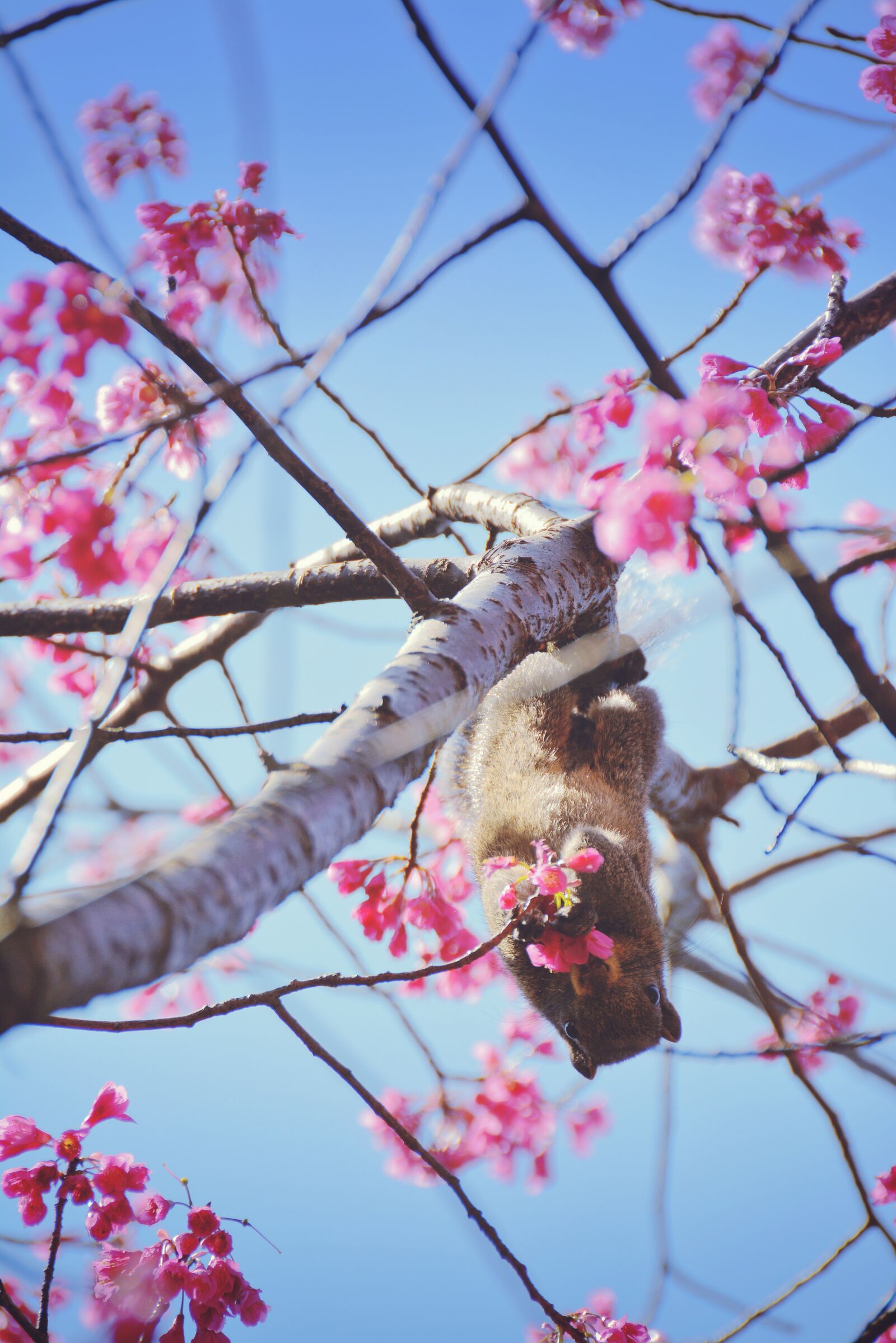 Nikon D7100 sample photo. Squirrel, cherry, blossom photography