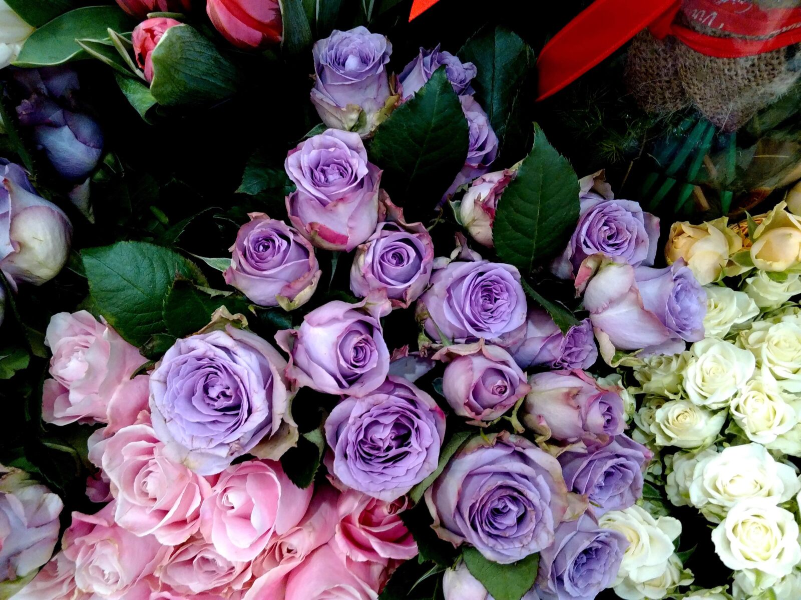 Lenovo S60-A sample photo. Rose, rose bud, roses photography