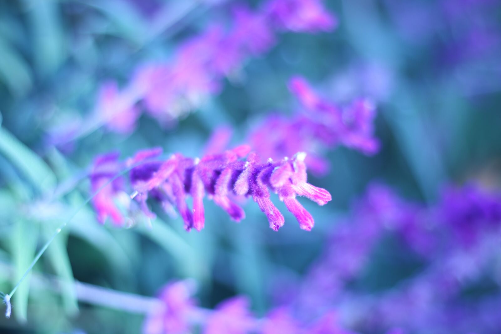 Canon EOS 70D + Canon EF 50mm F1.8 STM sample photo. Pretty, purple, flower photography