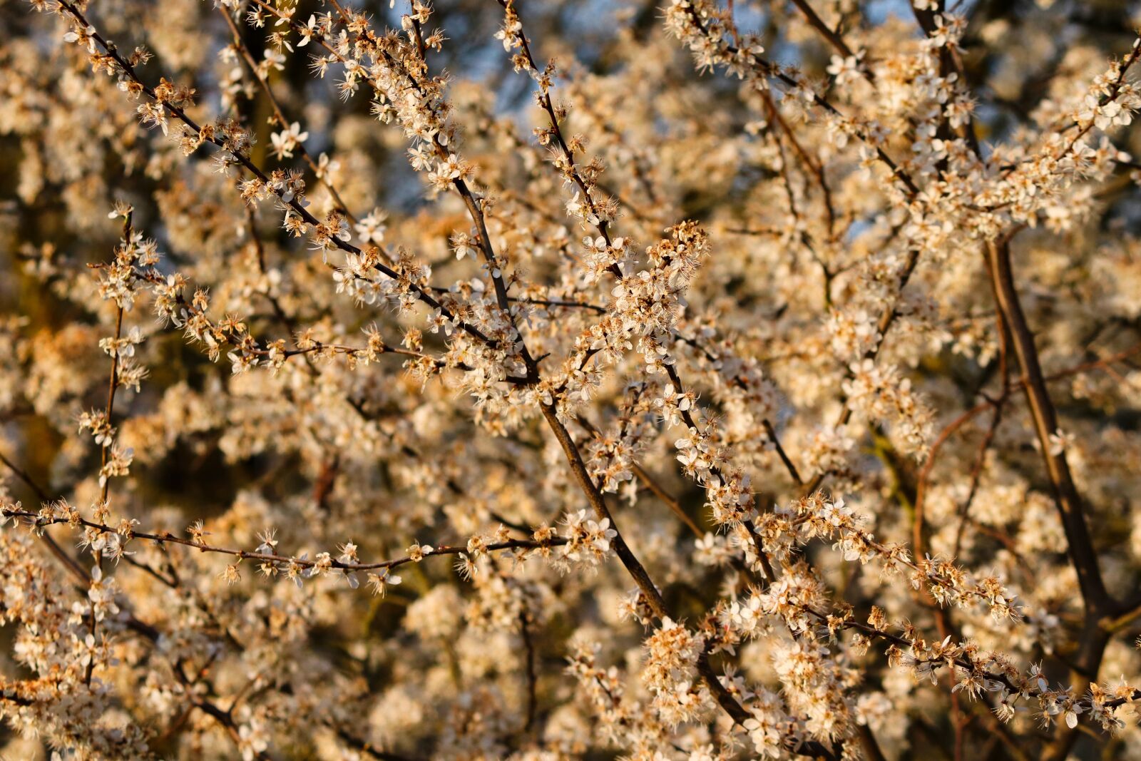 Canon EOS 200D (EOS Rebel SL2 / EOS Kiss X9) sample photo. Blackthorn, sloes, black thorn photography