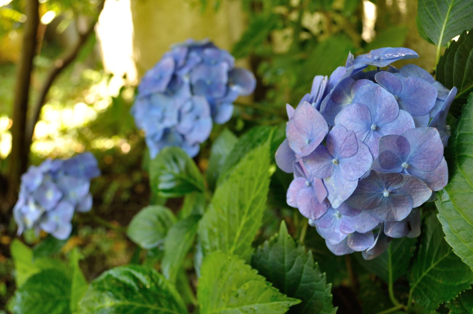 Nikon D5000 sample photo. Nature, flowers, garden photography