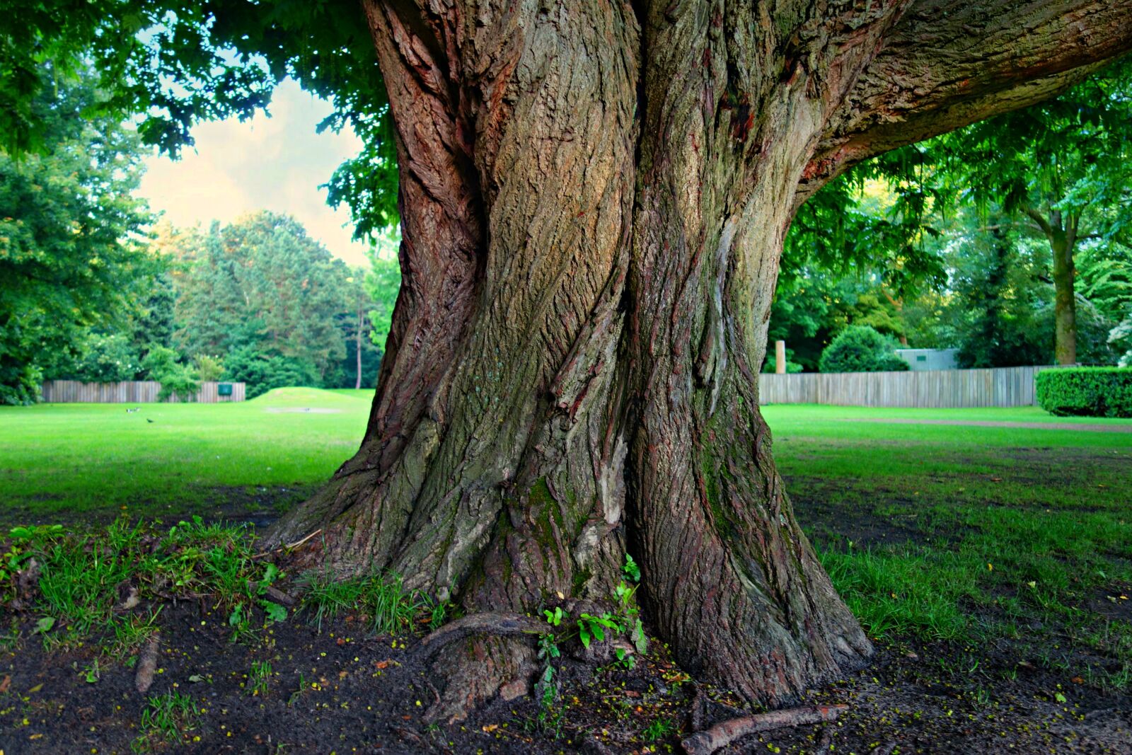 Sony Cyber-shot DSC-RX100 sample photo. Tree, trunk, tree trunk photography