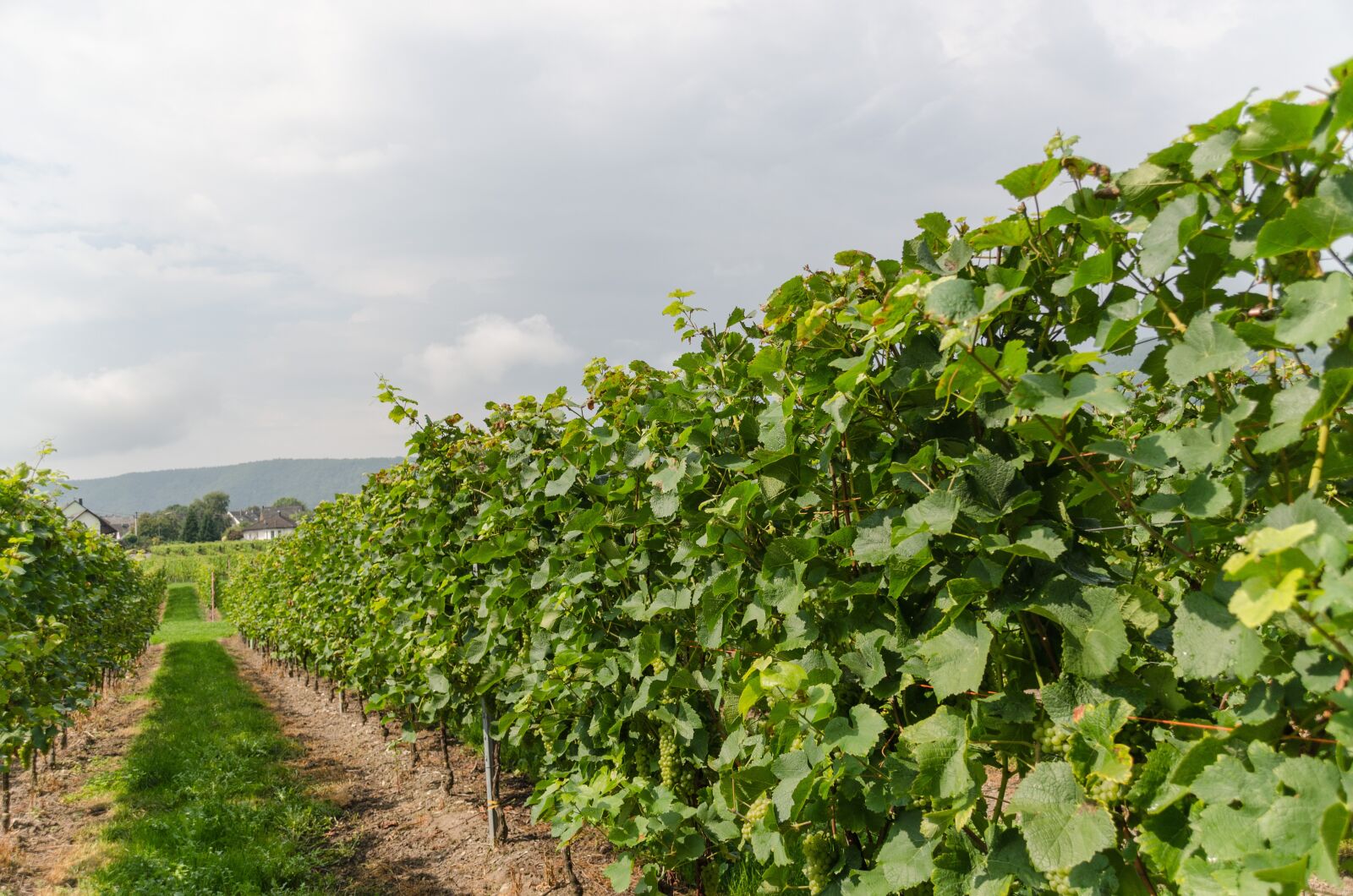 Nikon D5100 sample photo. Wine, vineyard, vines photography