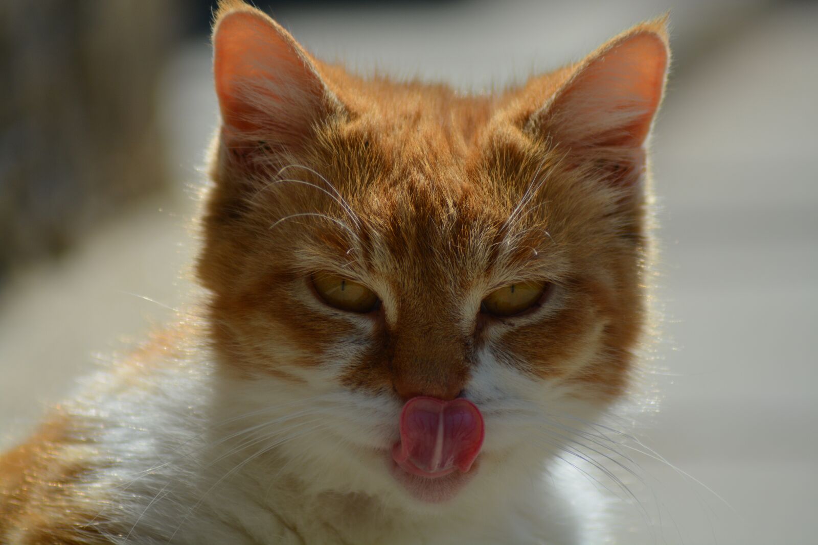 Nikon D7100 sample photo. Cat, tabby, gold photography