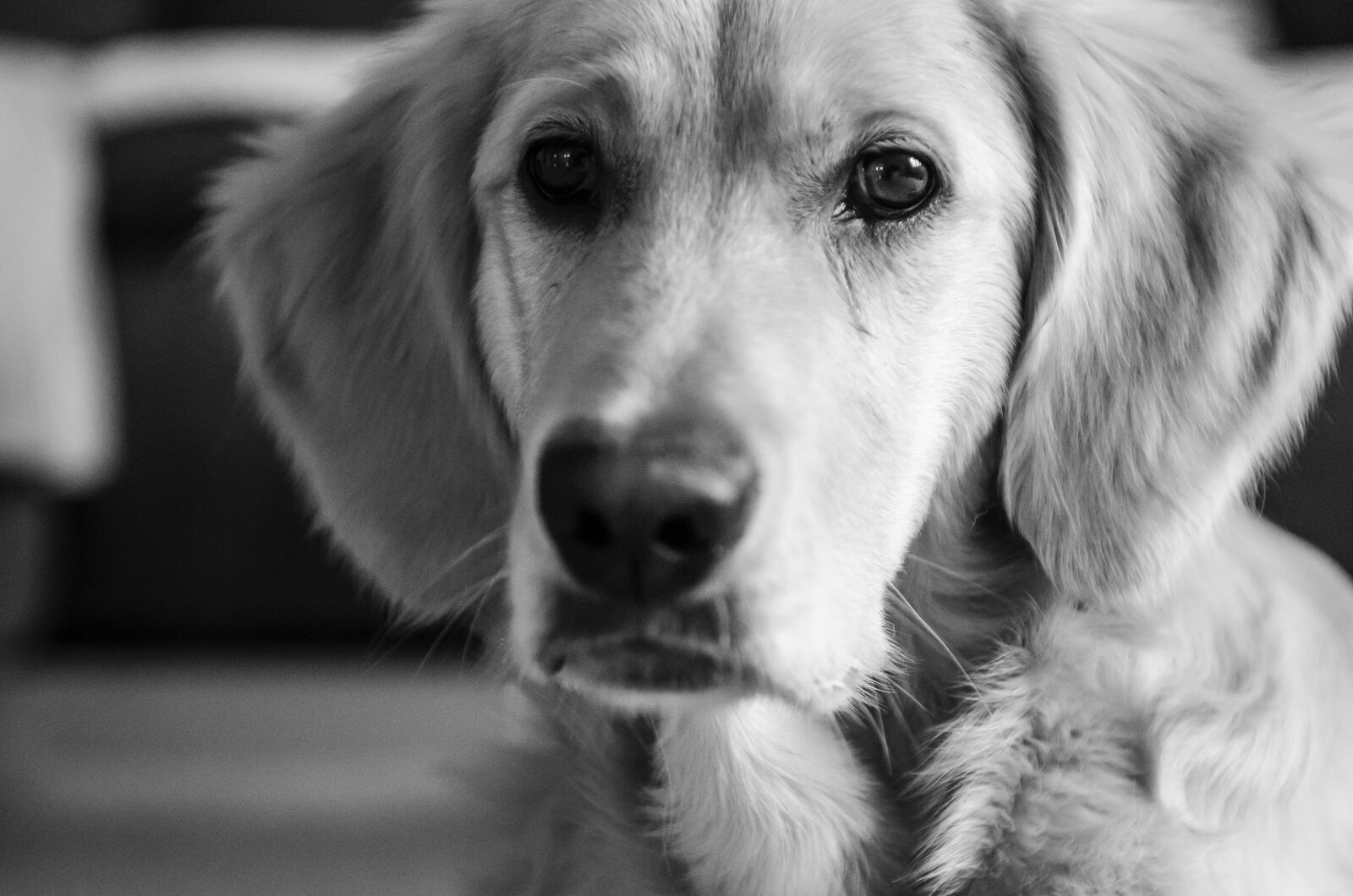 Nikon D7000 sample photo. Golden, golden retriever, futrzak photography
