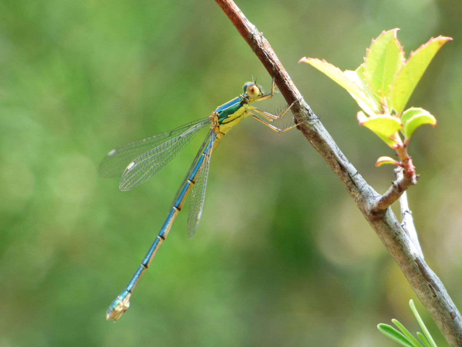 Panasonic Lumix DMC-FZ70 sample photo. Dragonfly, damselfly, green dragonfly photography
