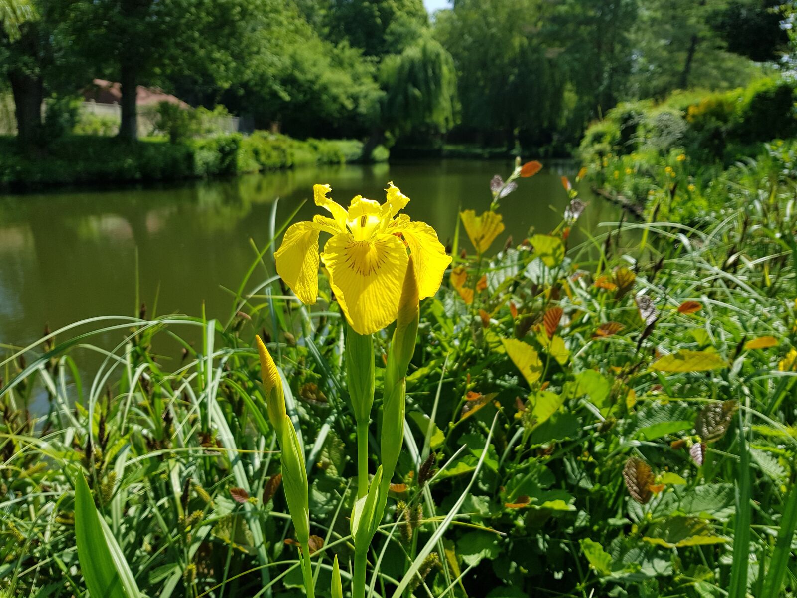 Samsung Galaxy S8 sample photo. Flower, water, nature photography