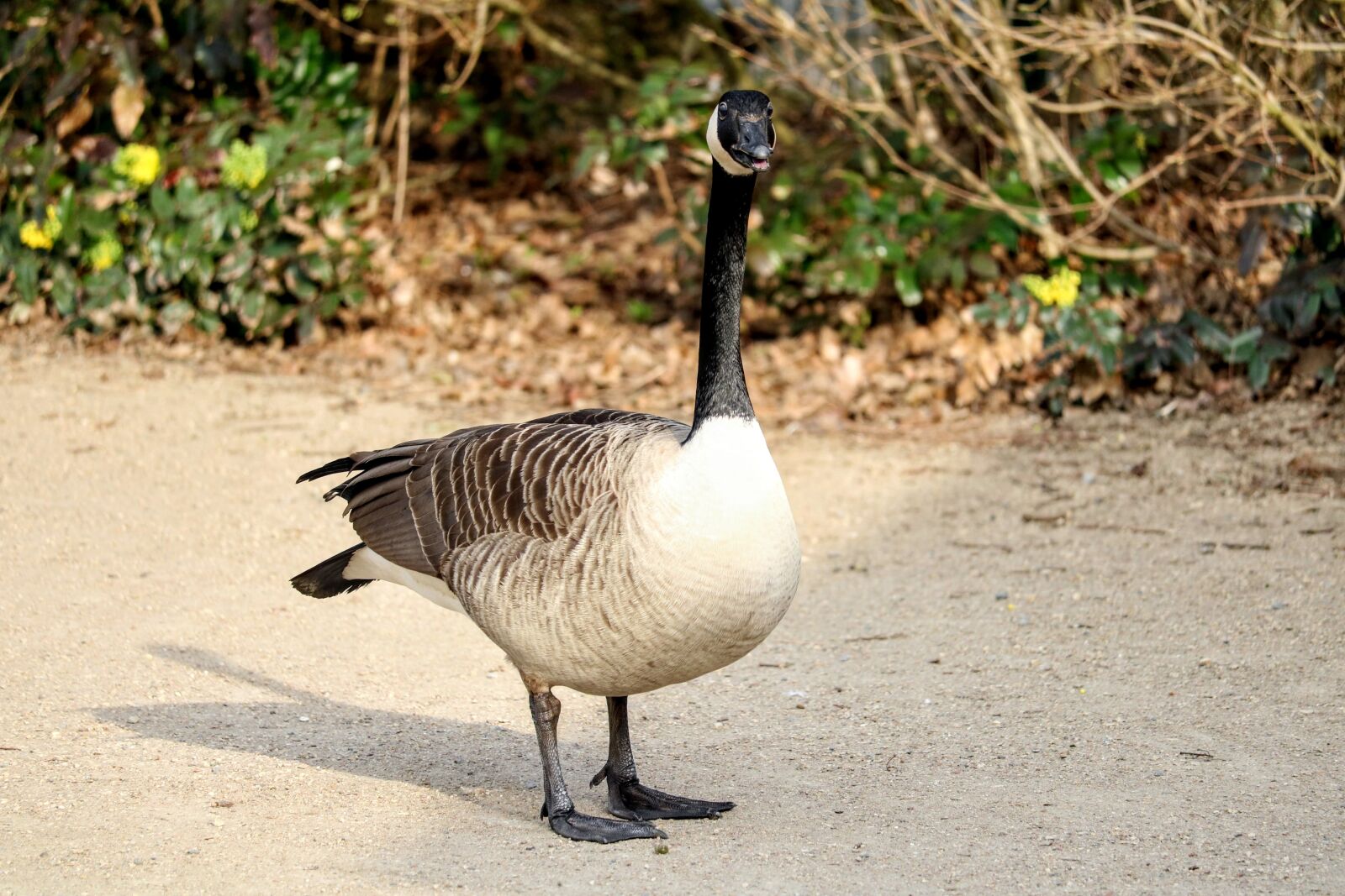 Canon EOS 750D (EOS Rebel T6i / EOS Kiss X8i) sample photo. Bird, nature, feather photography
