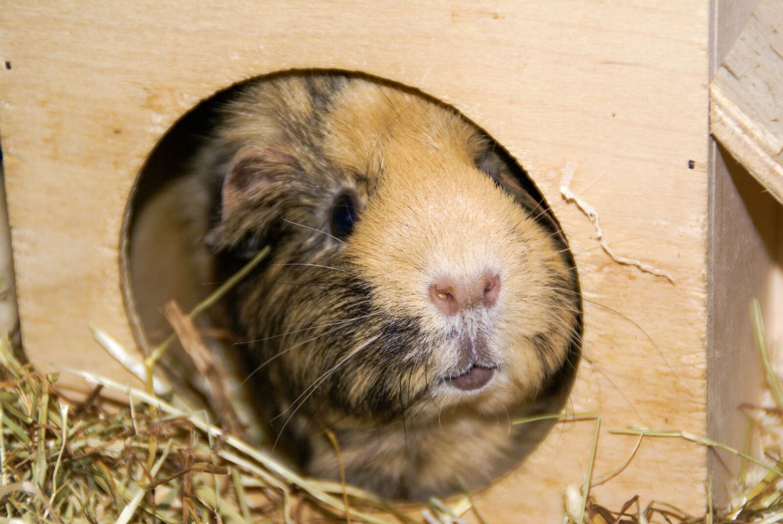 Sony Alpha DSLR-A100 sample photo. Animal, hamster, nager photography