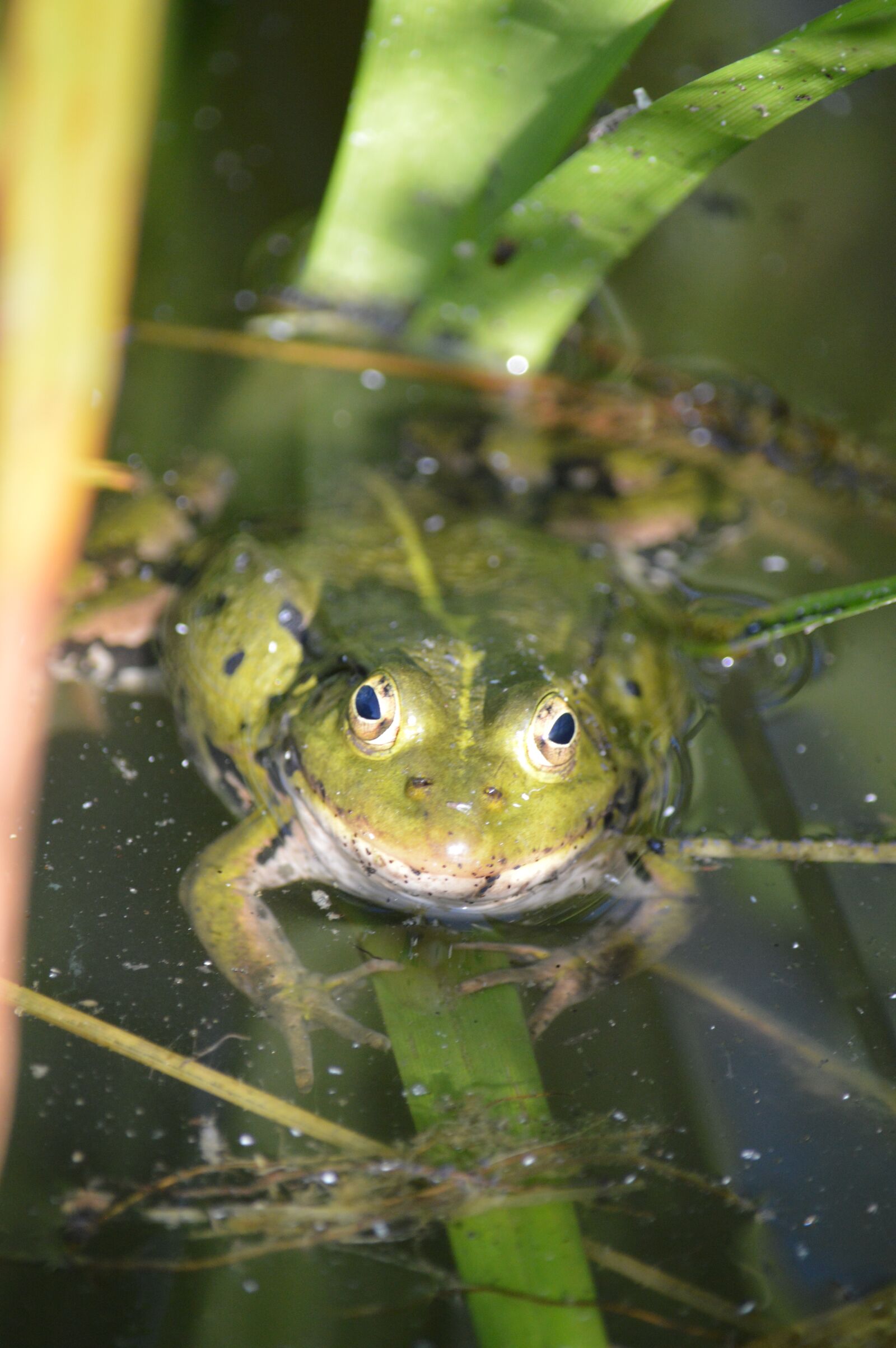 Nikon D3200 sample photo. Frog, pond, water photography