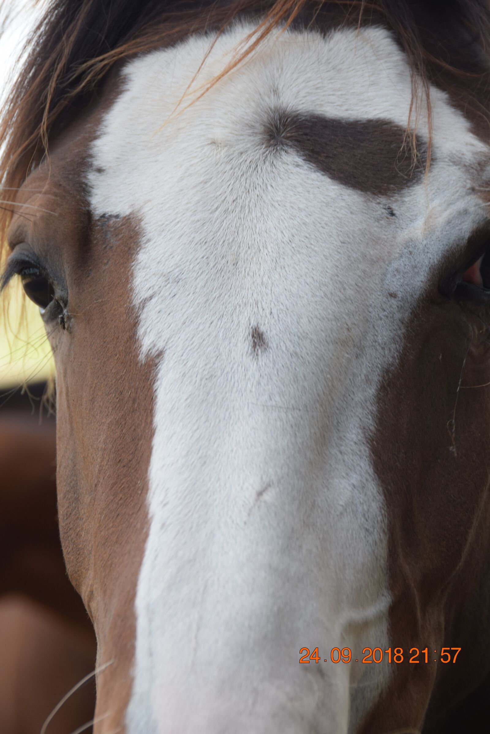 Nikon D3300 sample photo. Arena, skip, stable photography