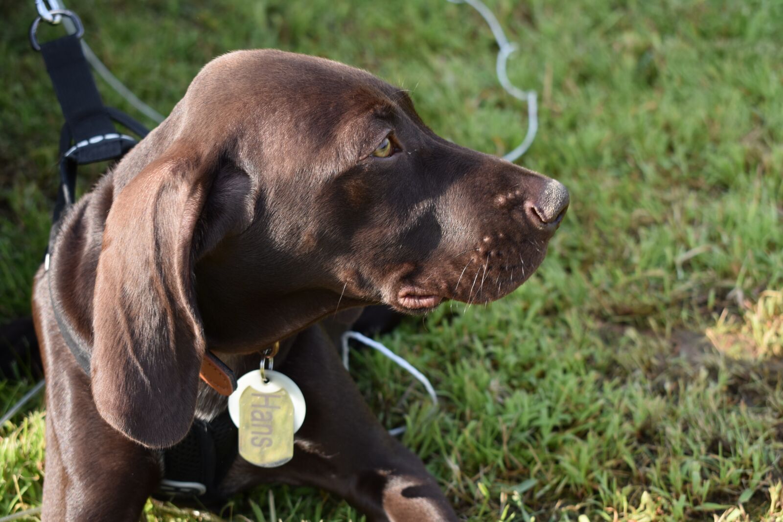 Nikon D3400 sample photo. Dog, grass, outdoors photography